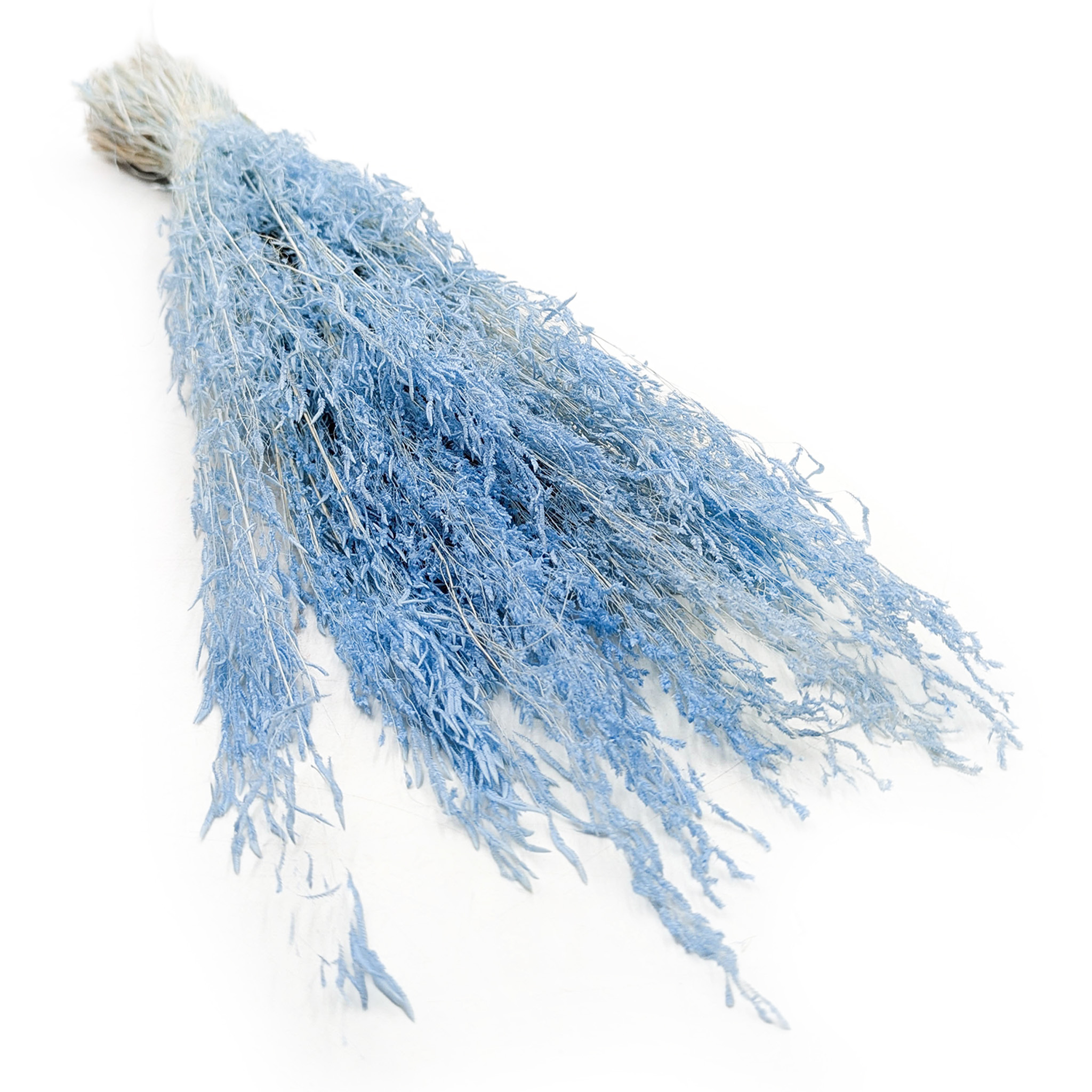Briza Séchée – (Briza Segromigno) – Bleu
