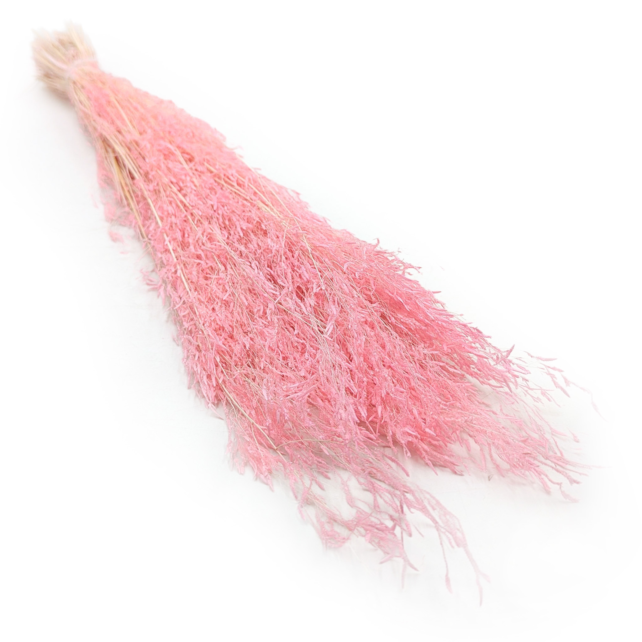 Briza Séchée – (Briza Segromigno) – Rose
