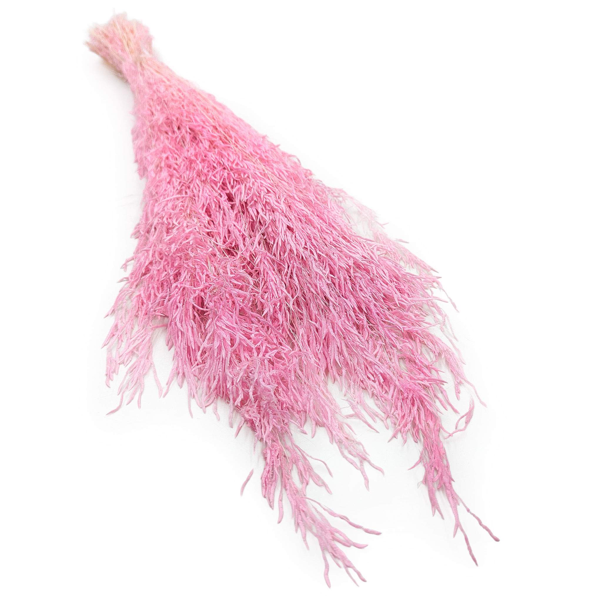 Briza Séchée – (Briza Segromigno) – Rose pâle