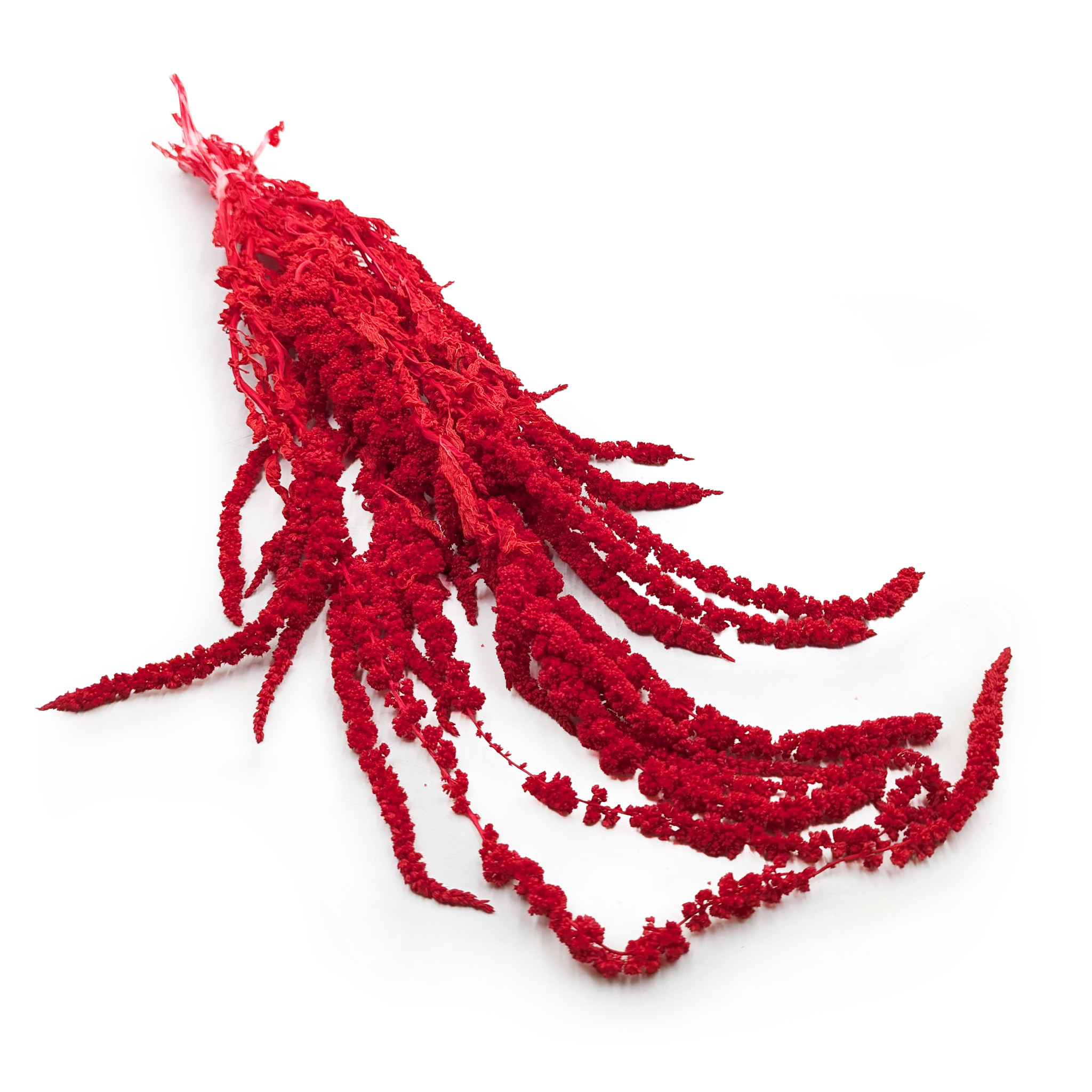 Amarante stabilisée – Rouge