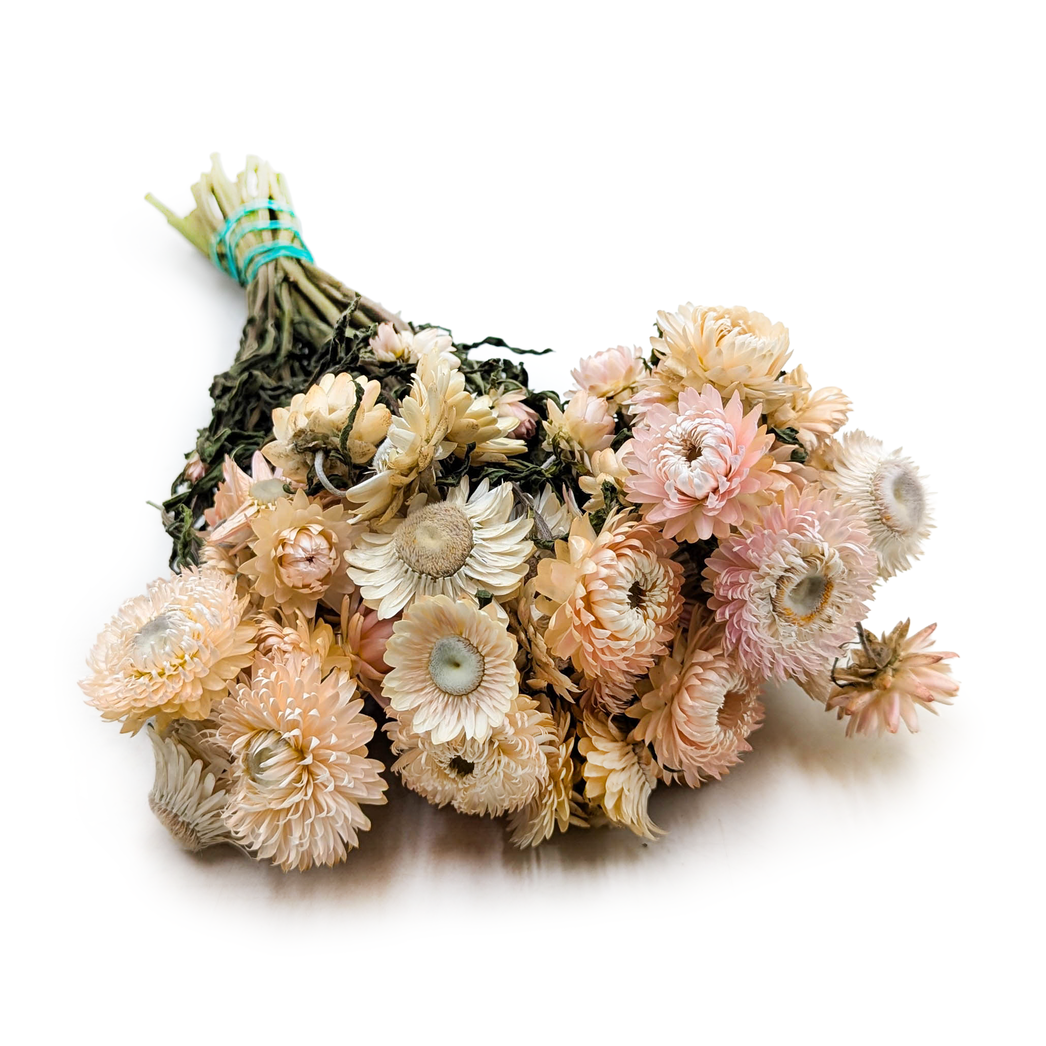 Immortelle Séchée – (Helichrysum) – Rose clair