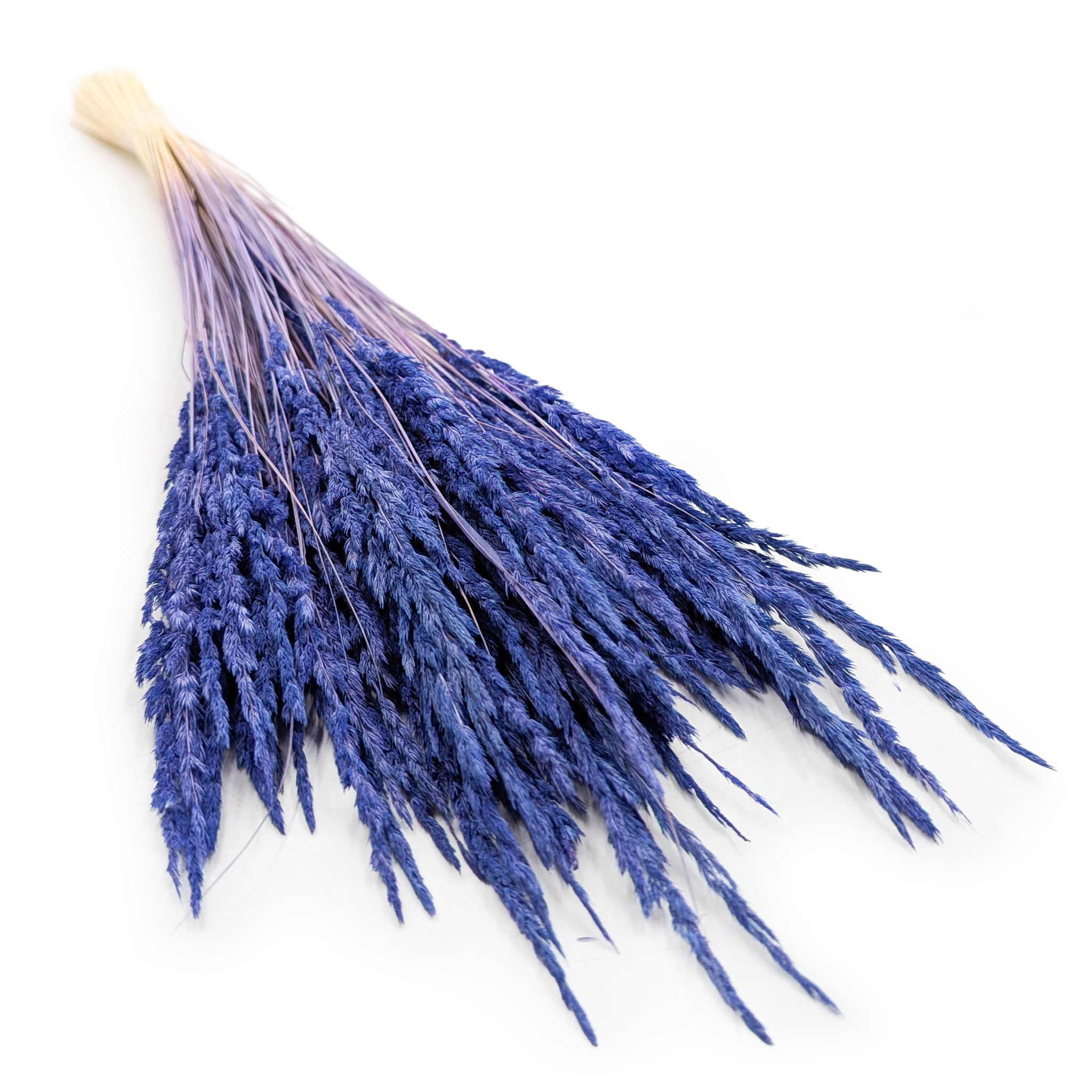 Roseau des sables – (Calamagrostis epigejos) – Bleu marine