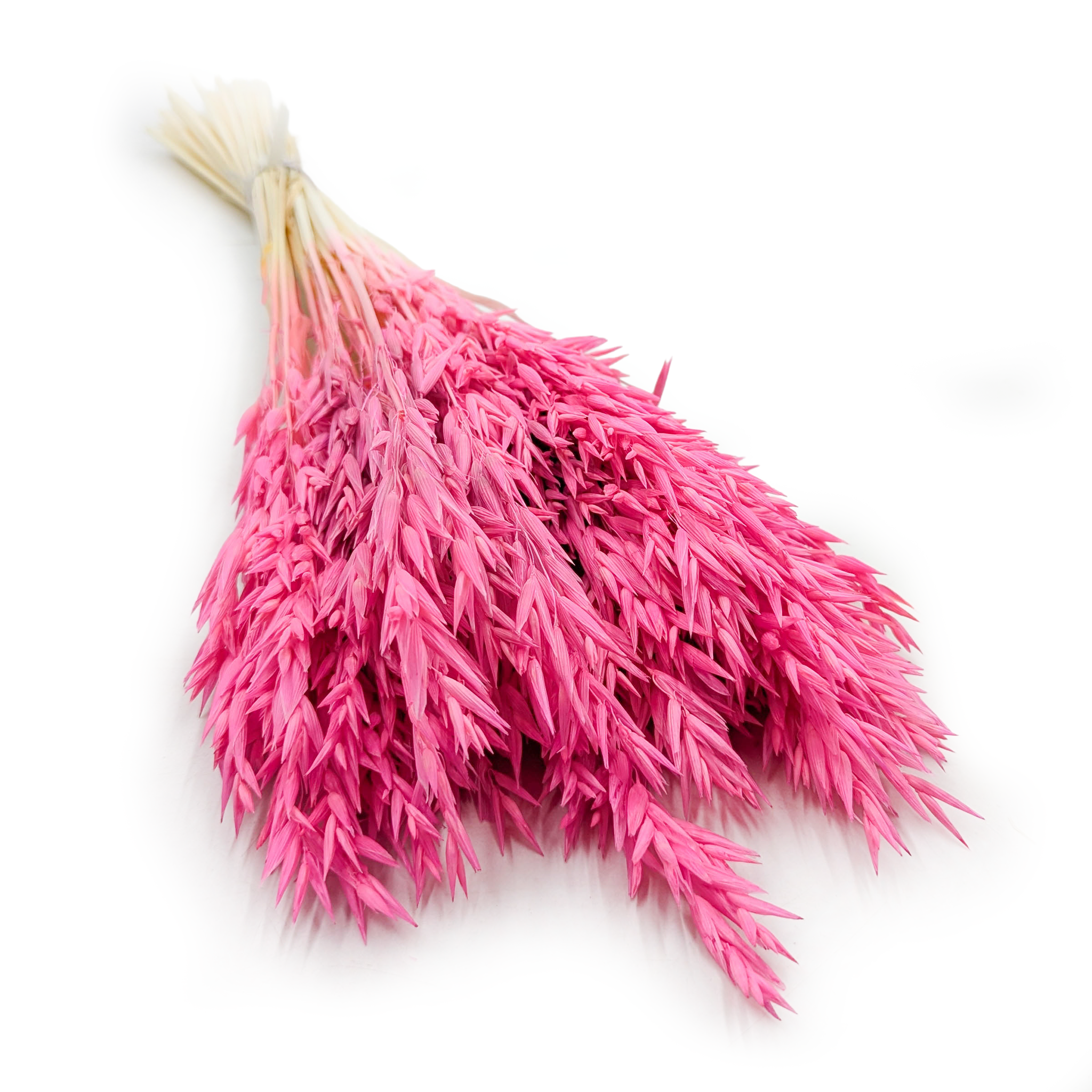 Avoine Séchée – Fuchsia 