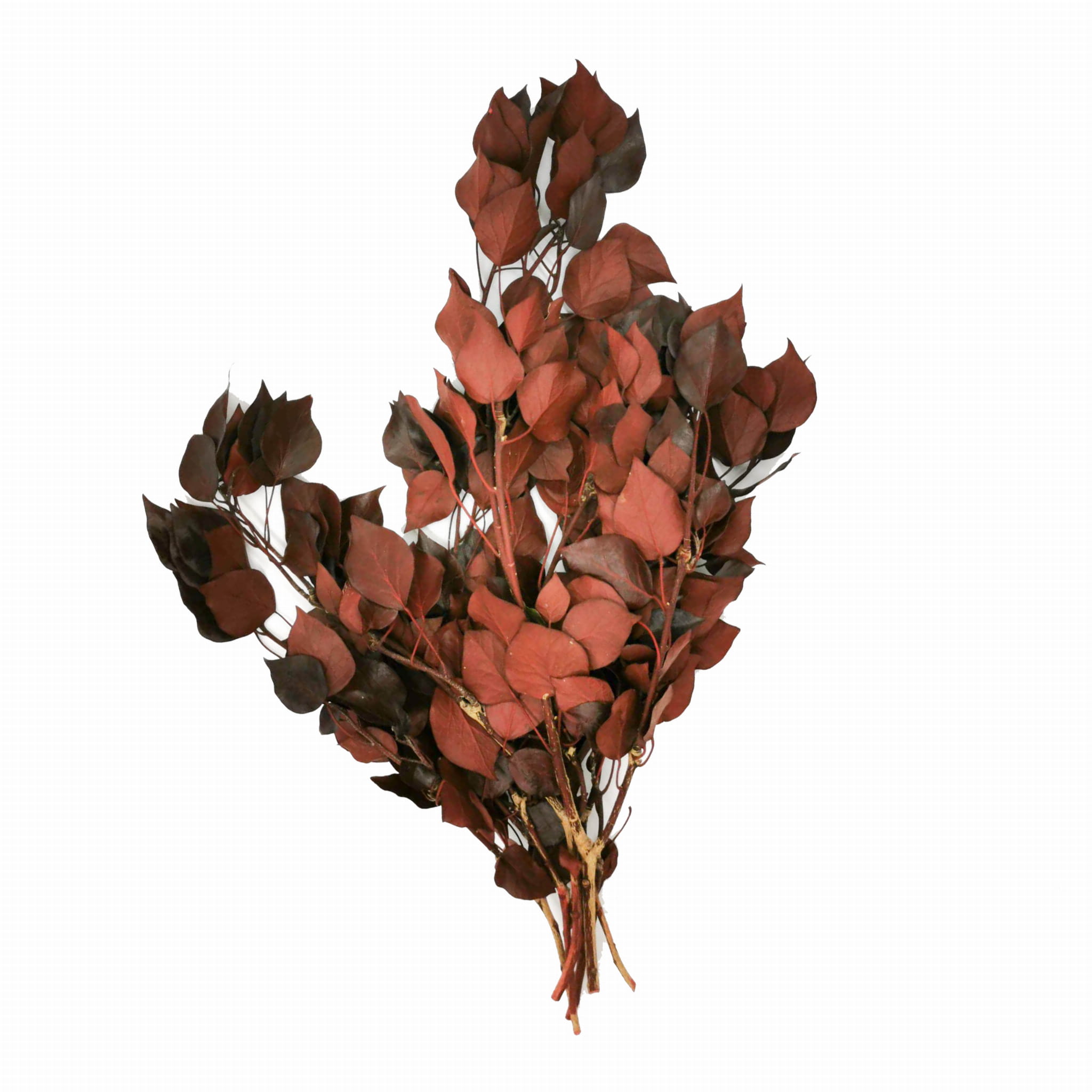 Lierre stabilisé - Rouge