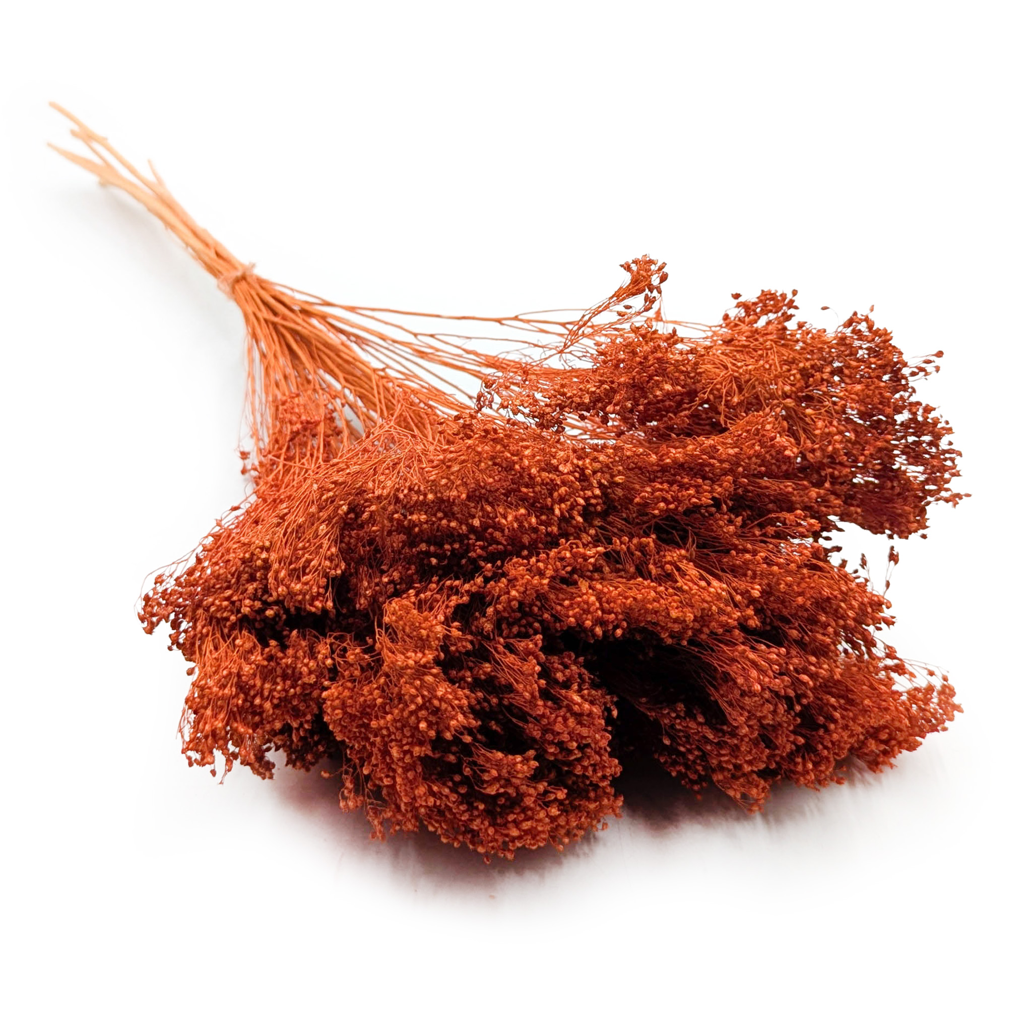 Broom Bloom Séché – Terracotta Foncée