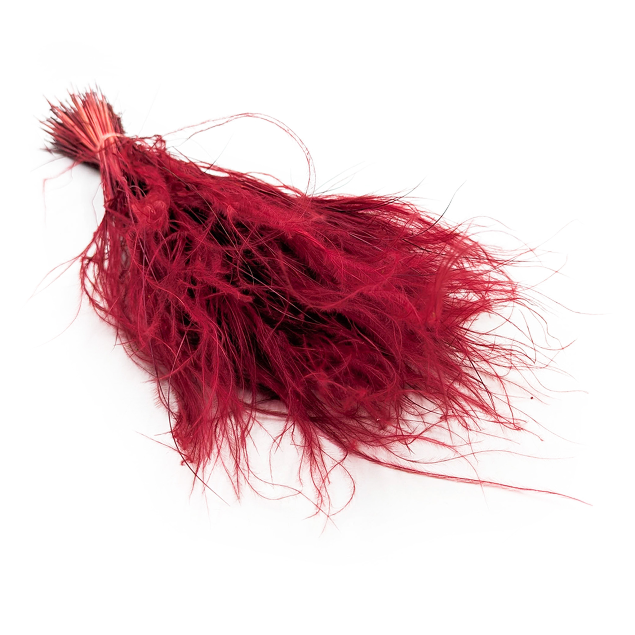 Stipa pennata – Herbe aux plumes - (Stipa pennata) – Bordeaux