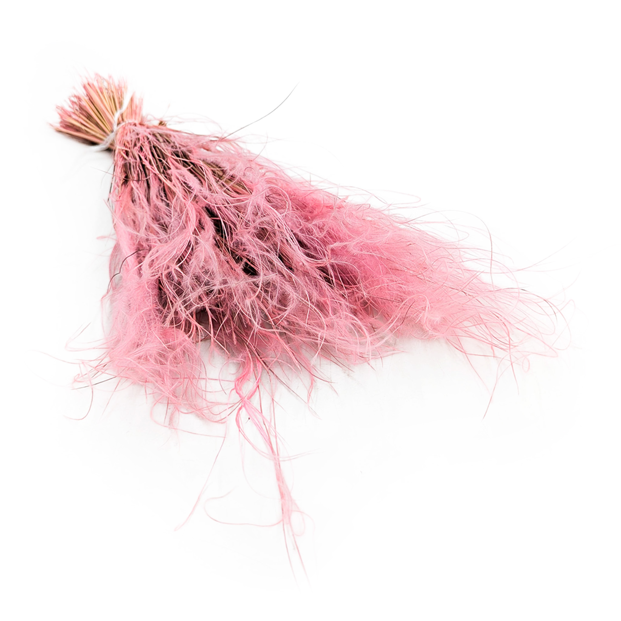 Stipa pennata – Herbe aux plumes - (Stipa pennata) – Rose Antique