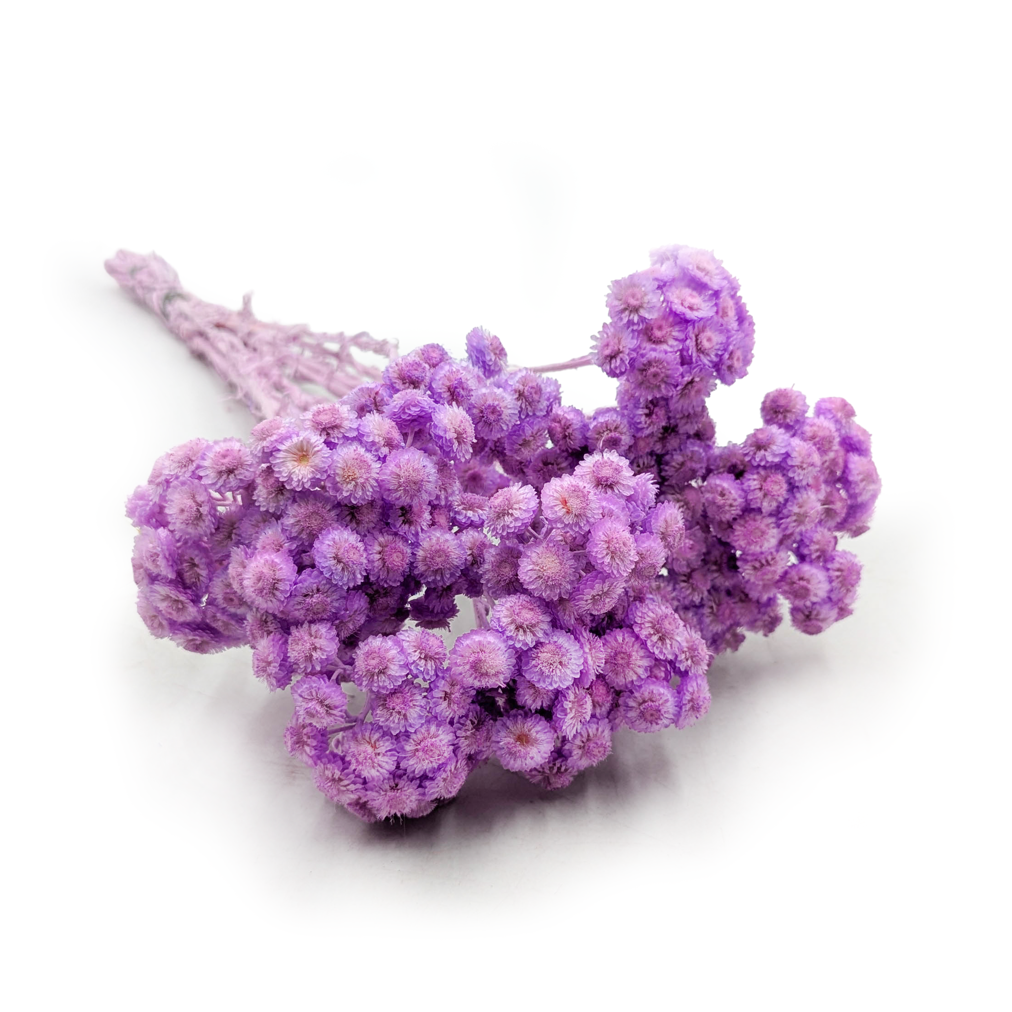 Immortelle Italienne Séchée – (Helichrysum italicum) – Lilas