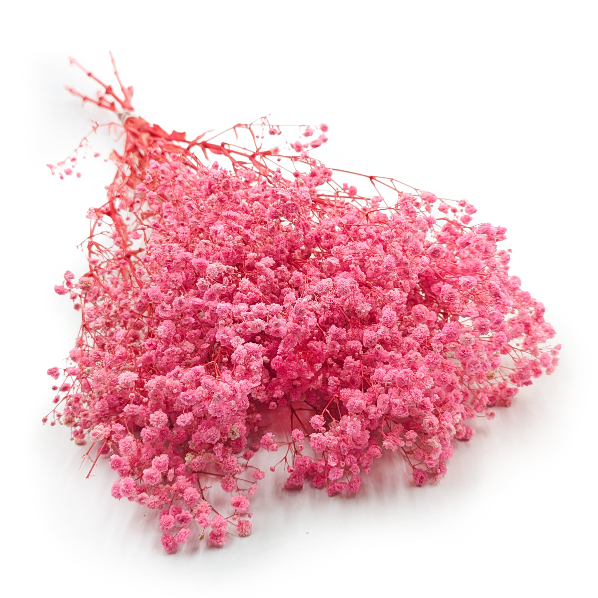 Gypsophile stabilisée – (Gypsophila) – Royal Bouquet – Rose
