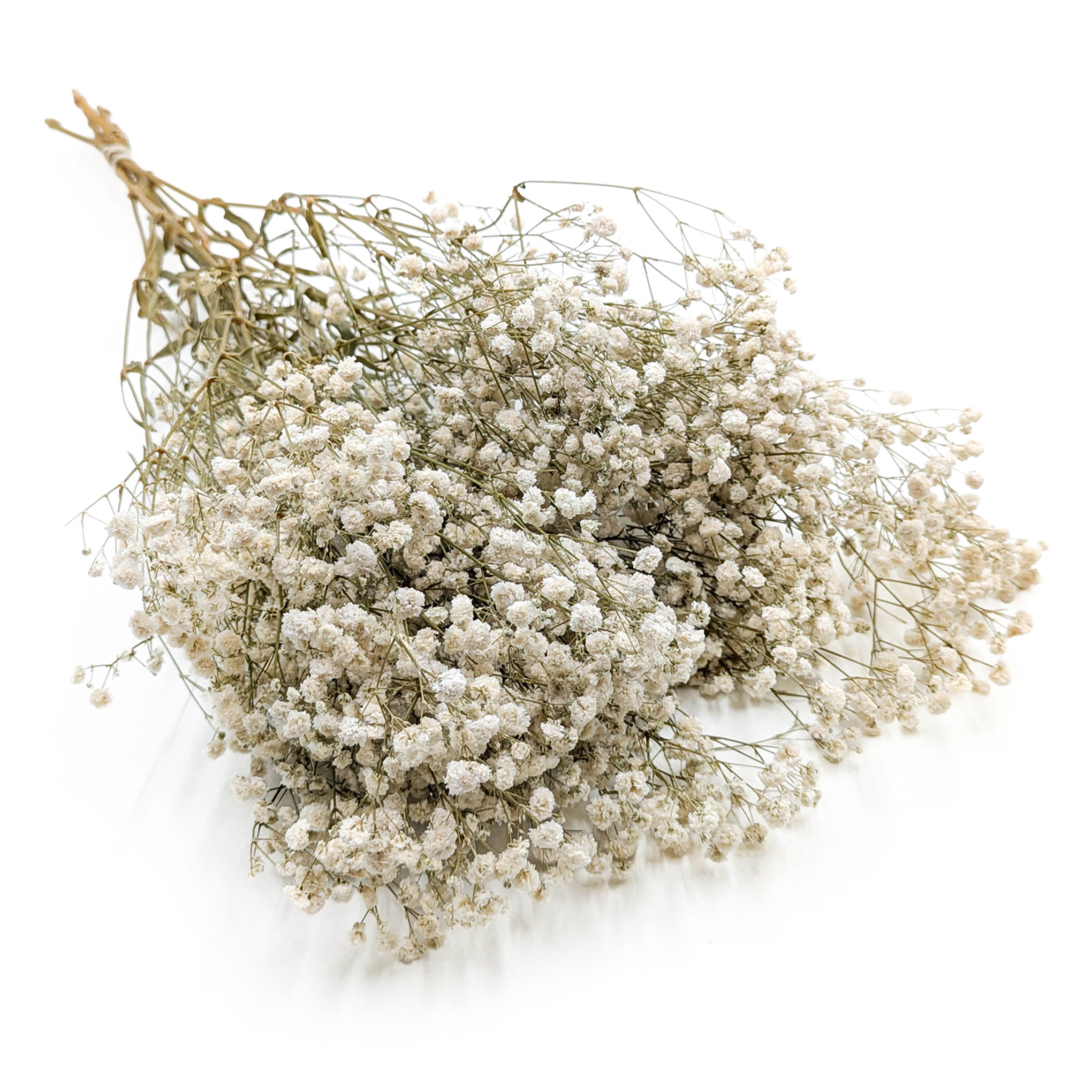 Gypsophile stabilisée – (Gypsophila) – Royal Bouquet – Naturelle