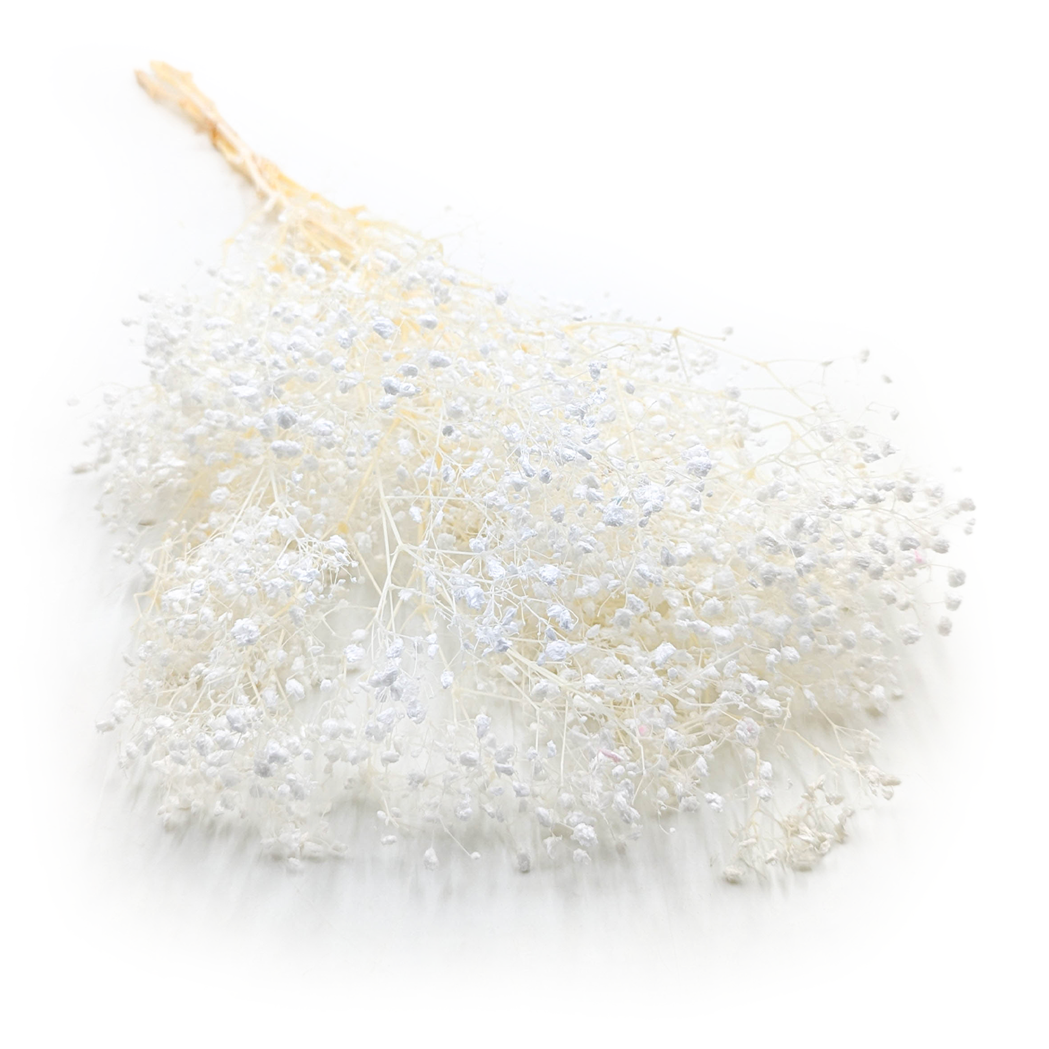 Gypsophile stabilisée – (Gypsophila) – Royal Bouquet – Blanche Blanchie