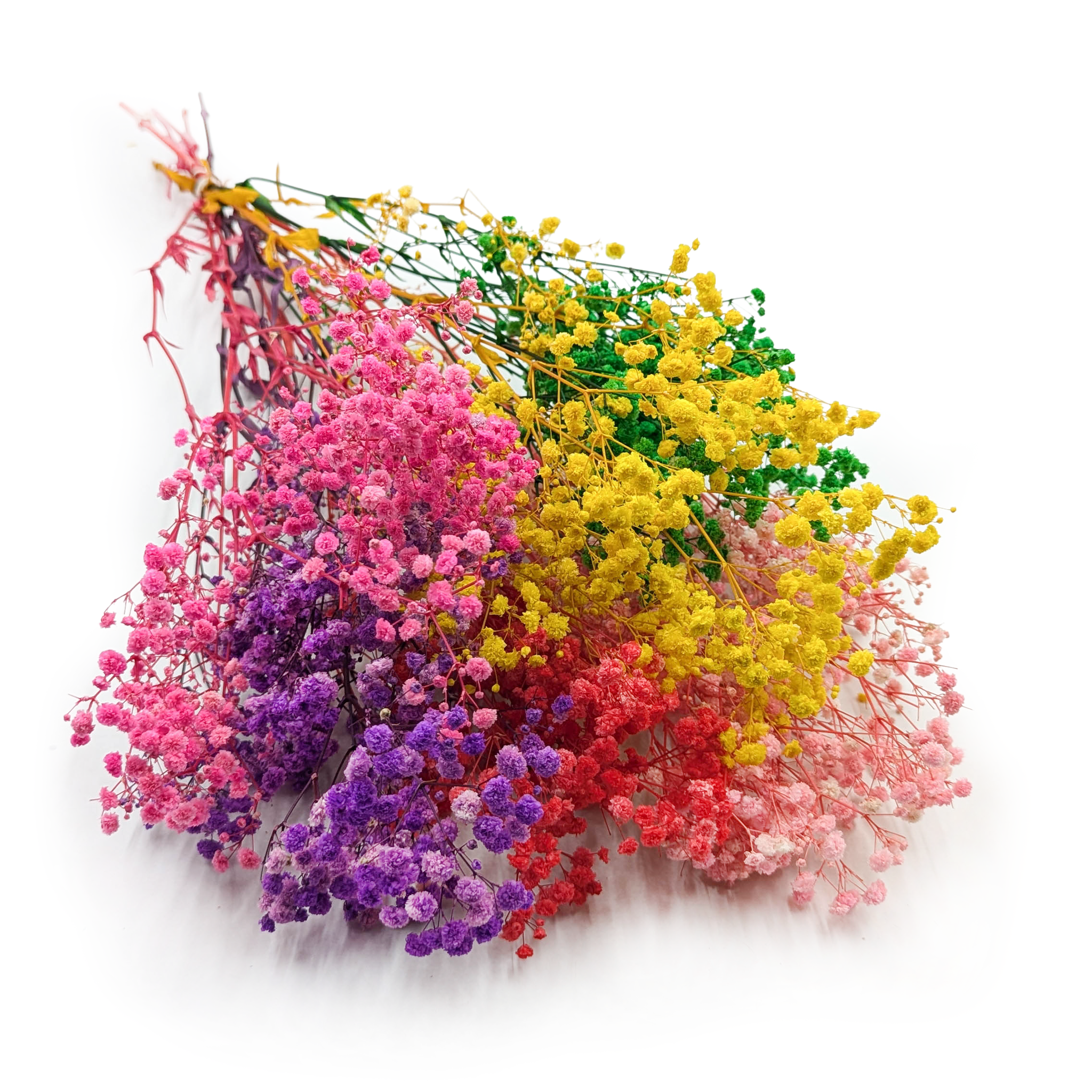 Gypsophile stabilisée – (Gypsophila) – Royal Bouquet – Mix de Couleurs