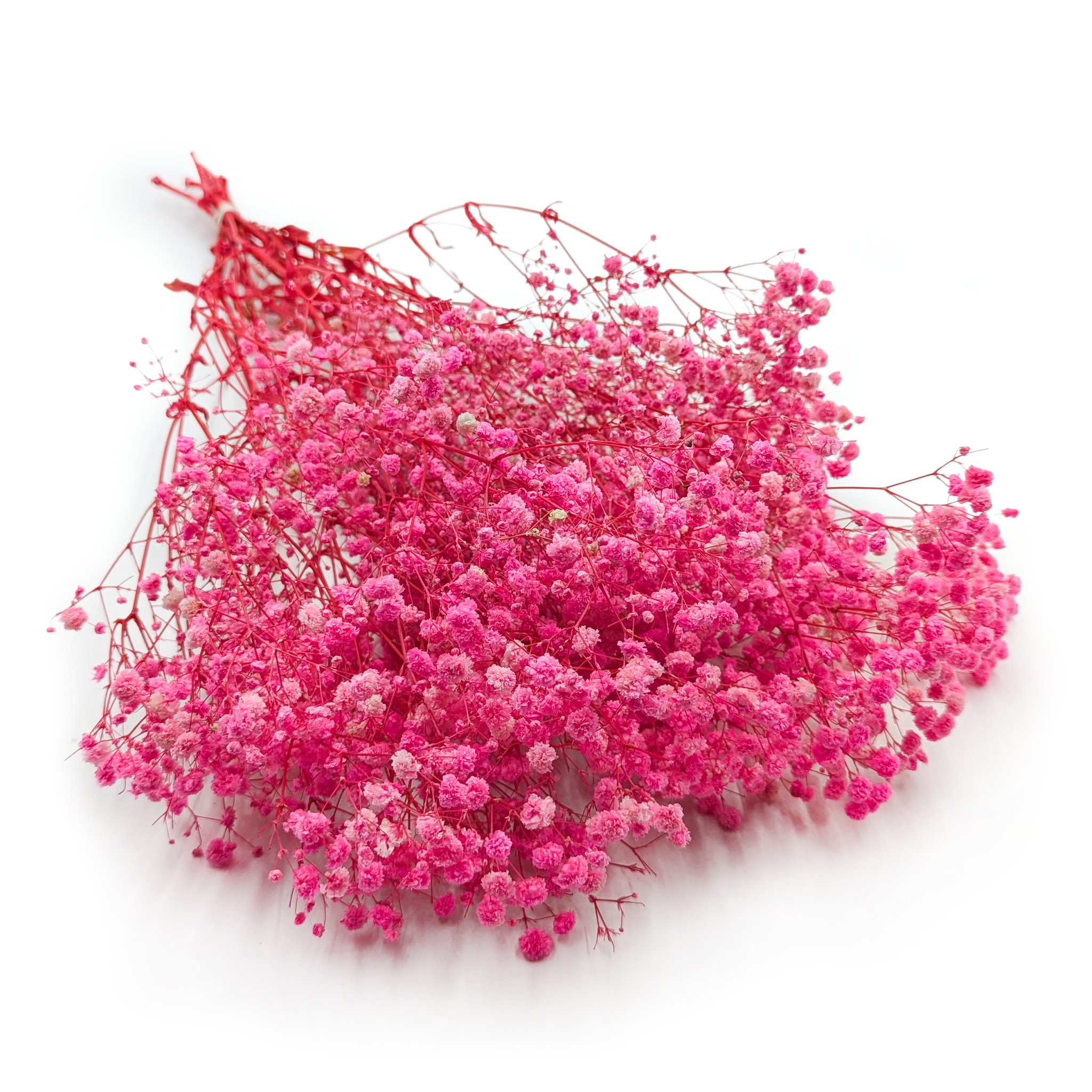 Gypsophile stabilisée – (Gypsophila) – Royal Bouquet – Rose Foncé