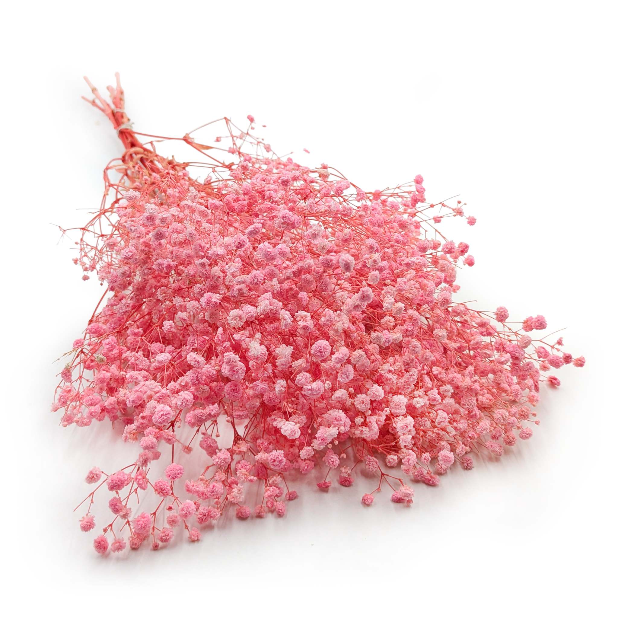 Gypsophile stabilisée – (Gypsophila) – Royal Bouquet – Rose Clair
