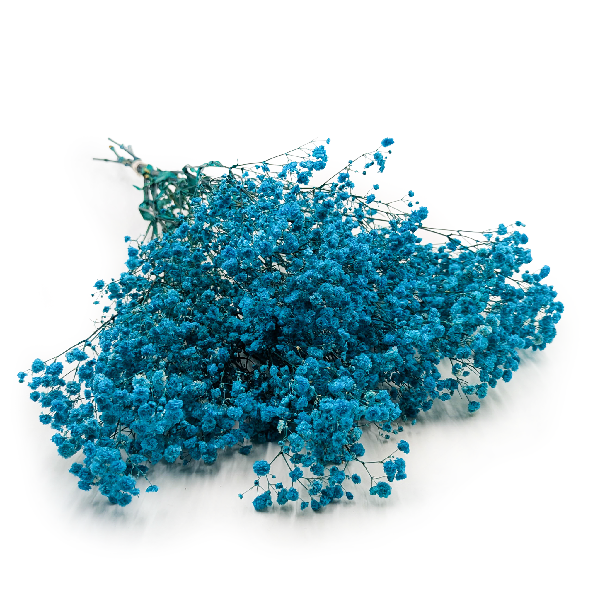 Gypsophile stabilisée – (Gypsophila) – Royal  Bouquet – Bleu