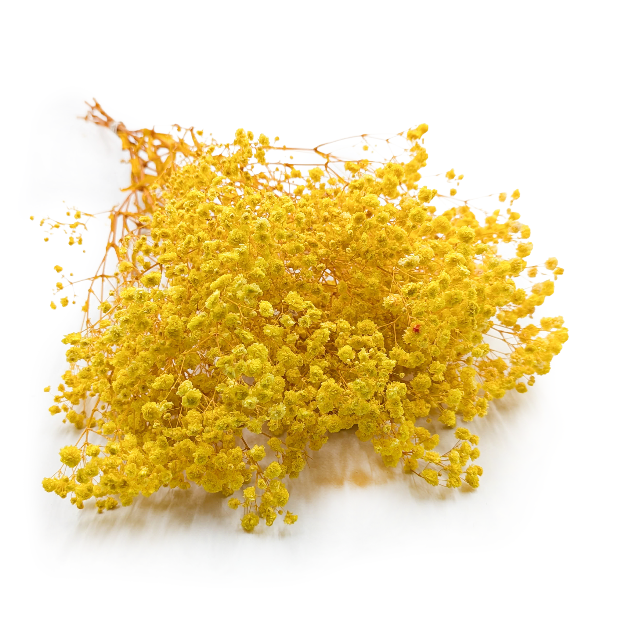 Gypsophile stabilisée – (Gypsophila) – Royal Bouquet – Jaune
