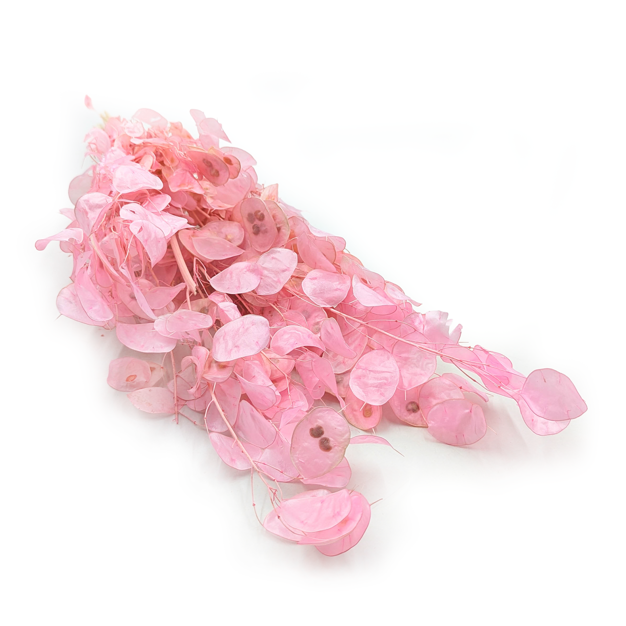 Lunaria Séchée – (Lunaria Annua) – Rose