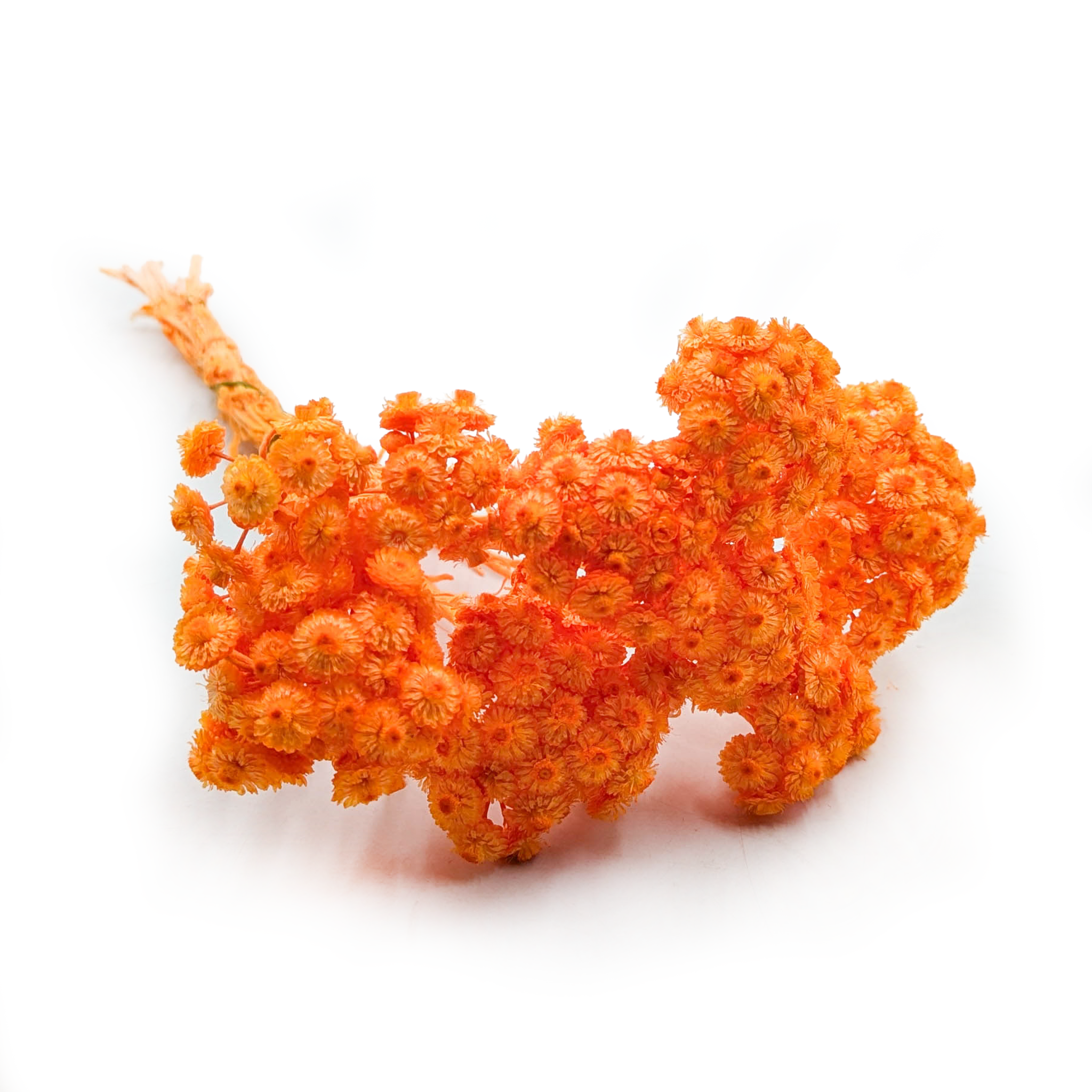 Immortelle Italienne Séchée – (Helichrysum italicum) – Orange