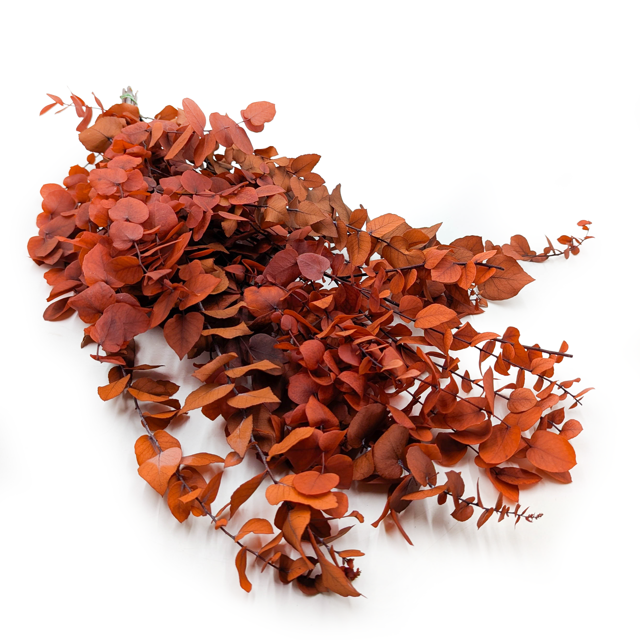 Eucalyptus stabilisé – Stuartiana – Orange Automnal