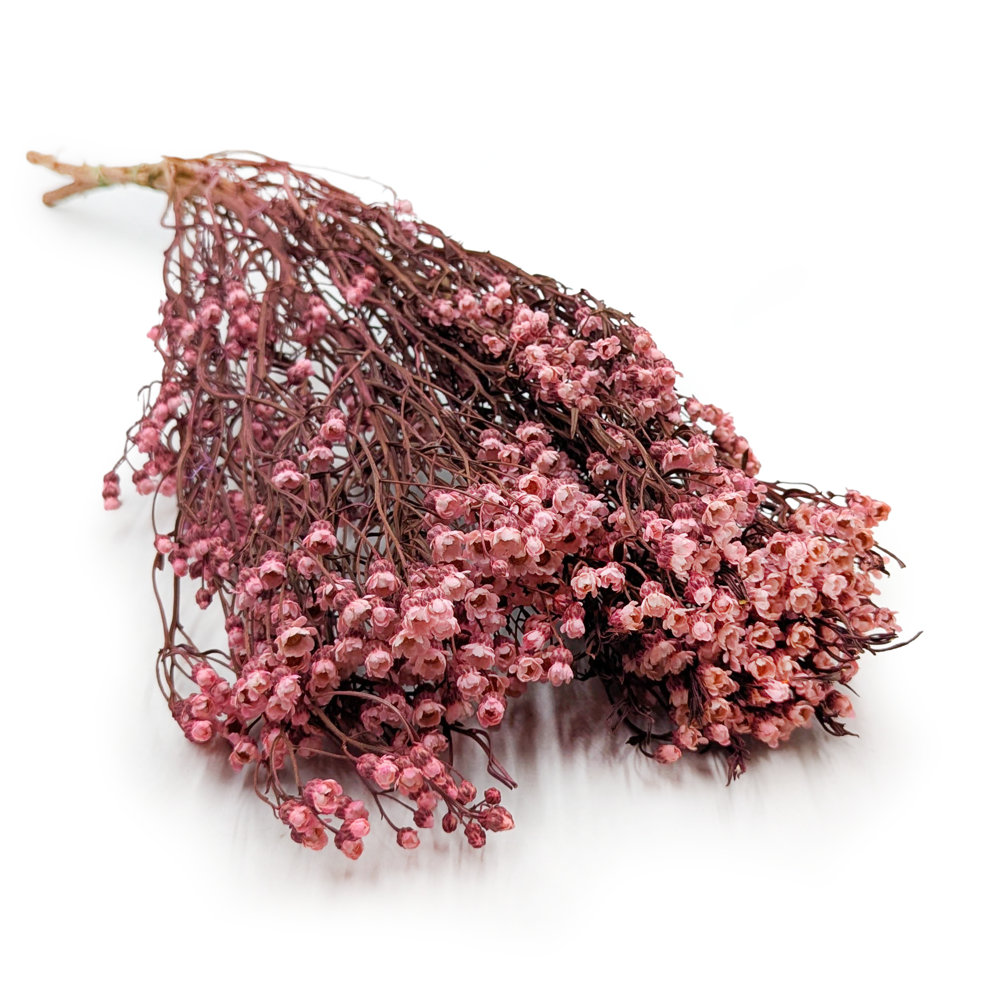 Oxodia Séchée – Rose Clair