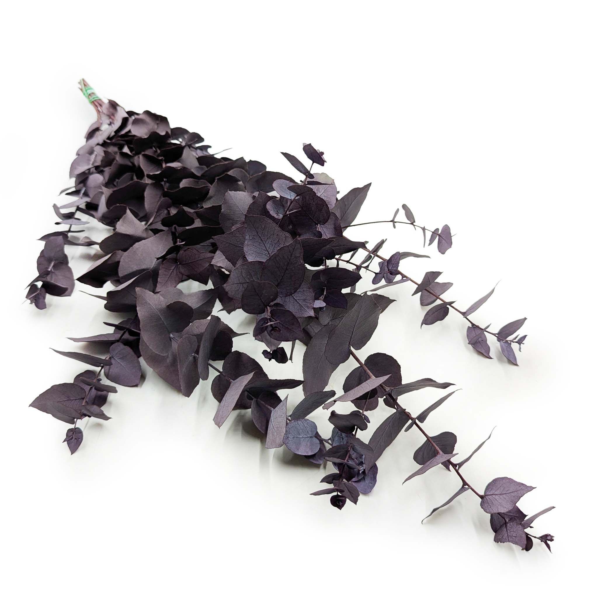 Eucalyptus stabilisé – Stuartiana – Violet Froid