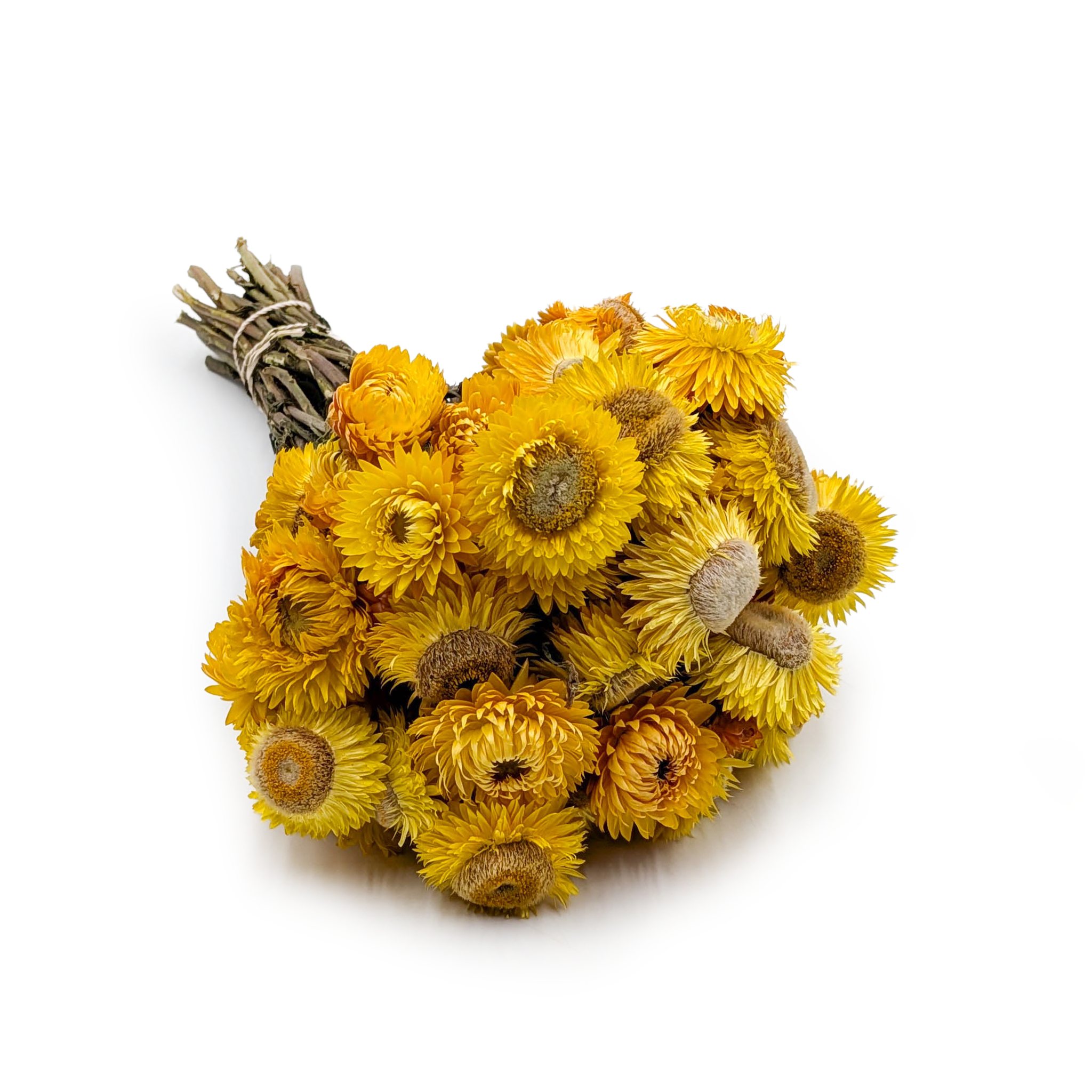Immortelle Séchée – (Helichrysum) – Jaune