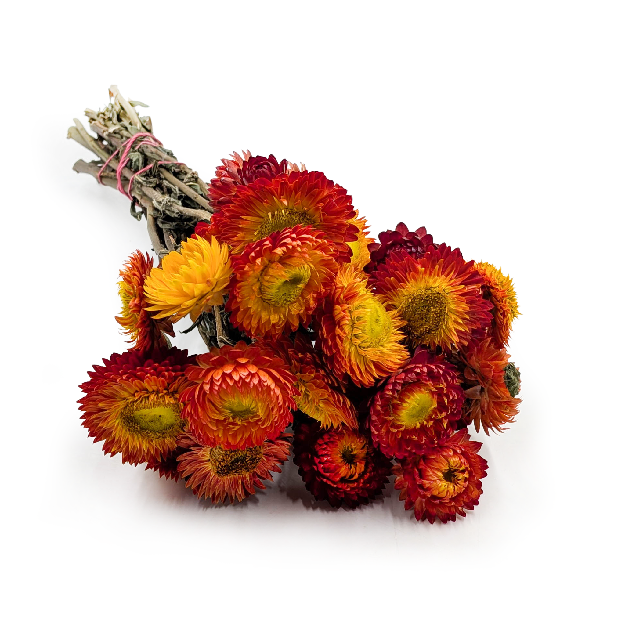 Immortelle Séchée – (Helichrysum) – Orange