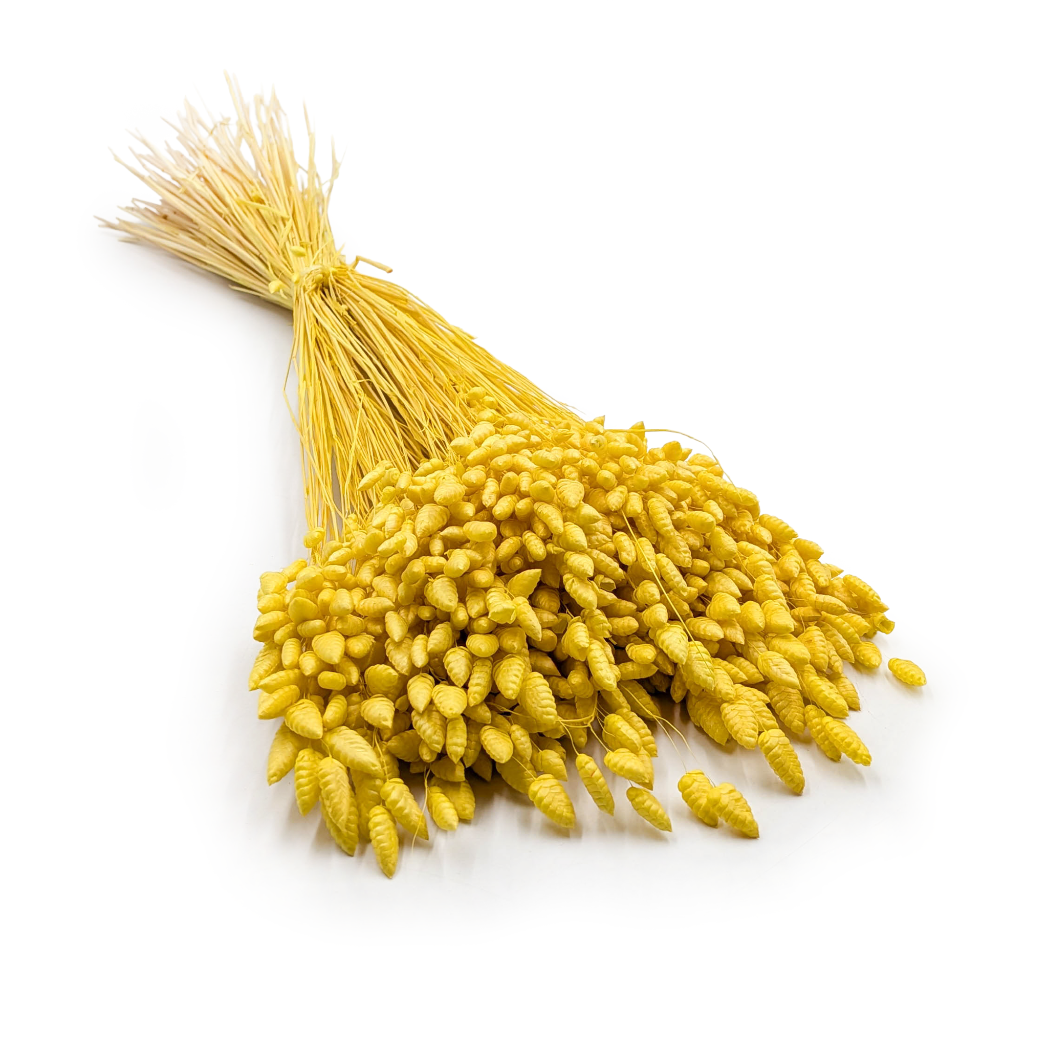 Brize séchée – (Briza Maxima) –  Jaune