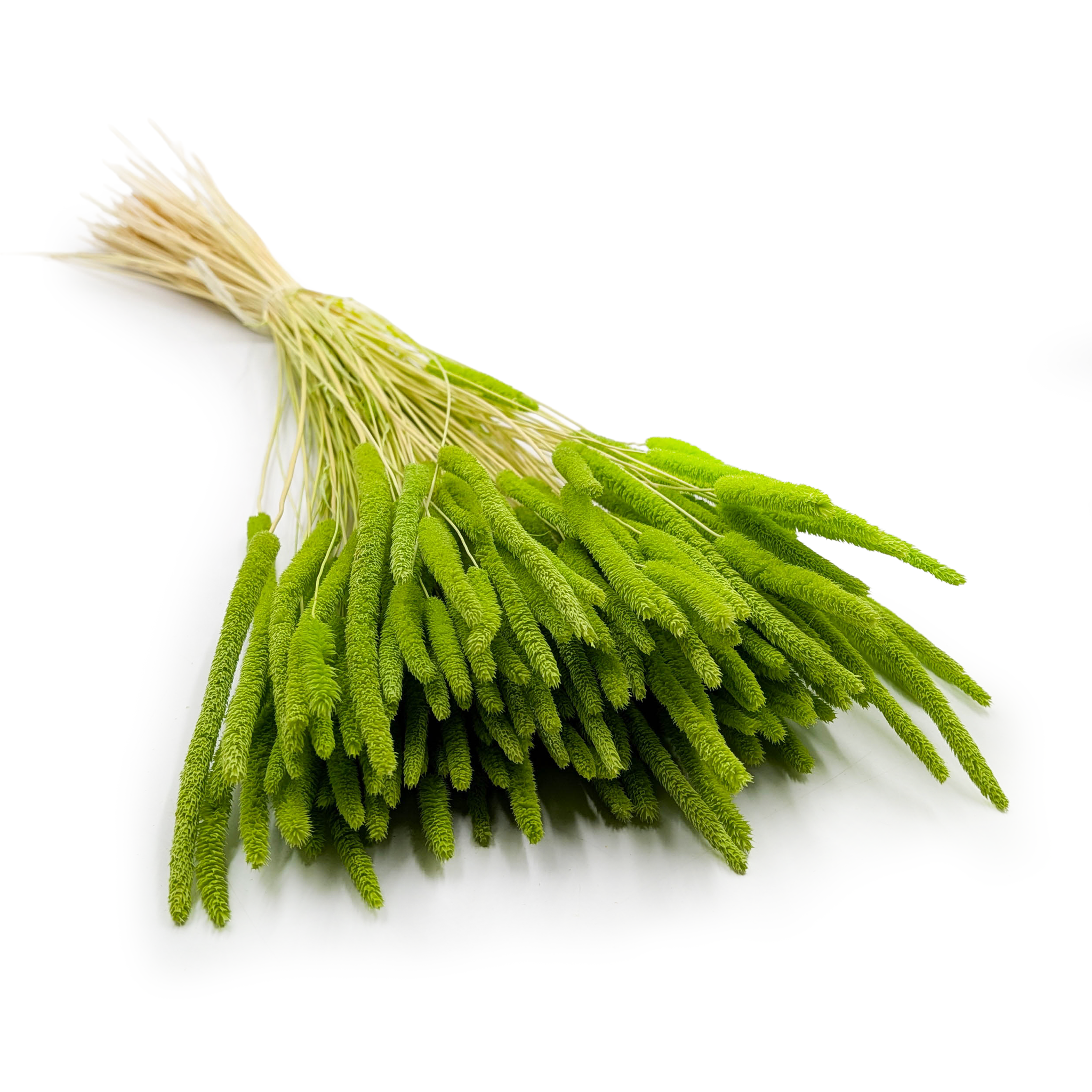 Herbe séchée – Fléole (Phleum) – Vert clair