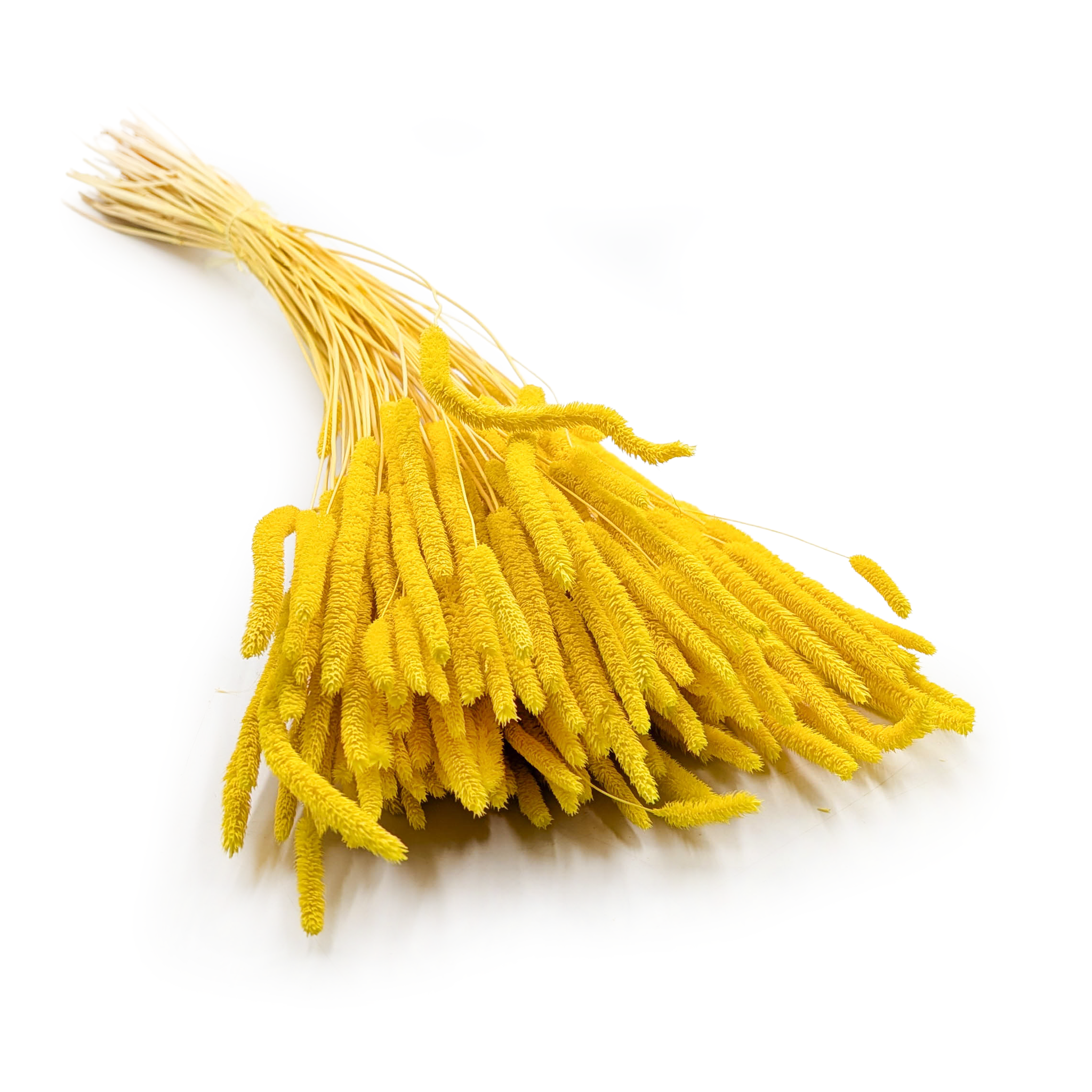 Herbe séchée – Fléole (Phleum) – Jaune