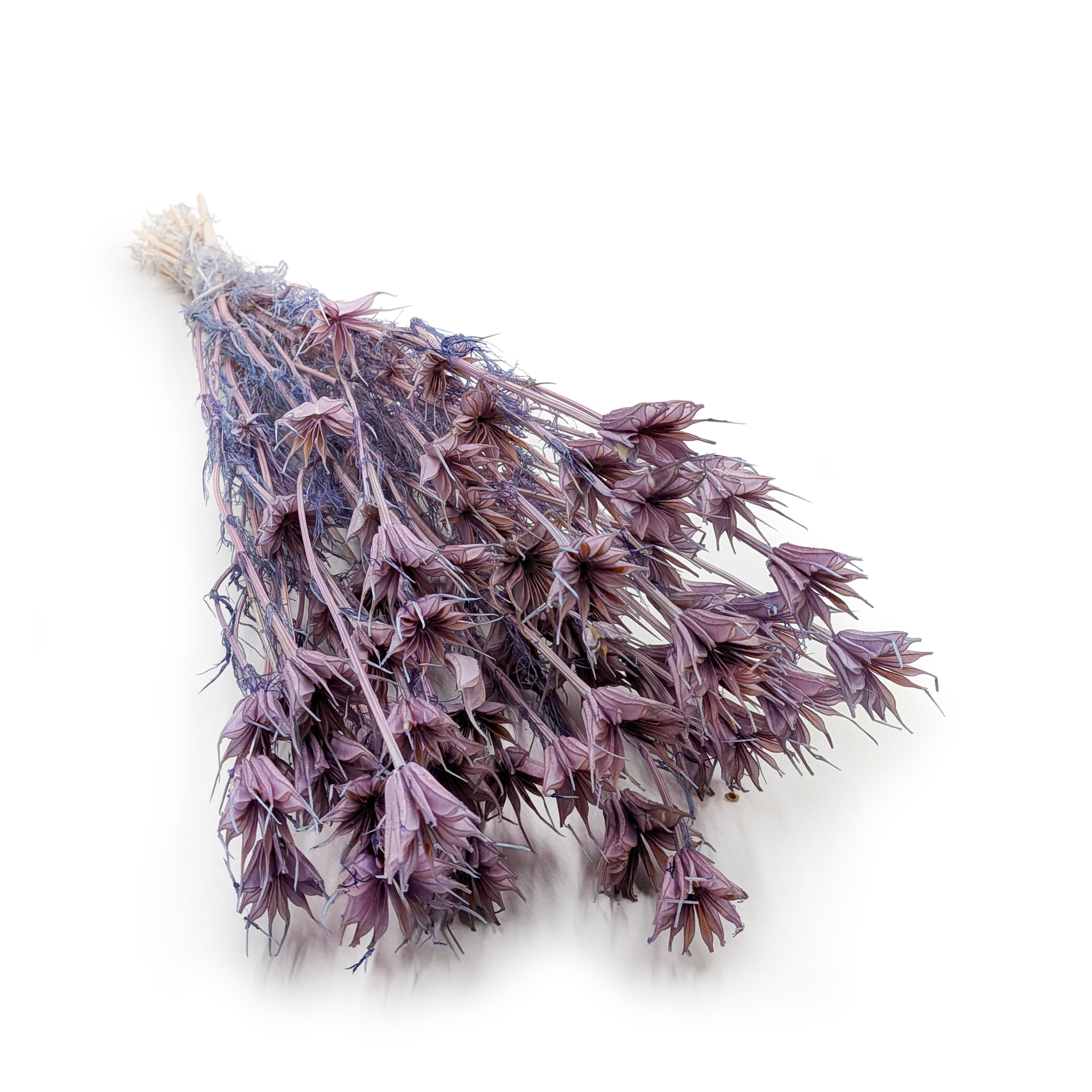 Nigelle Orientale Séchée – (Nigella Orientalis) – Lavande