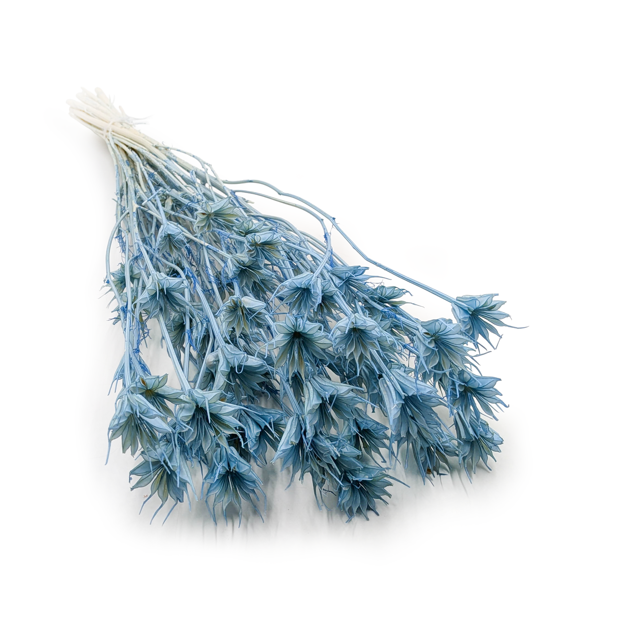 Nigelle Orientale Séchée – (Nigella Orientalis) – Bleu Ciel