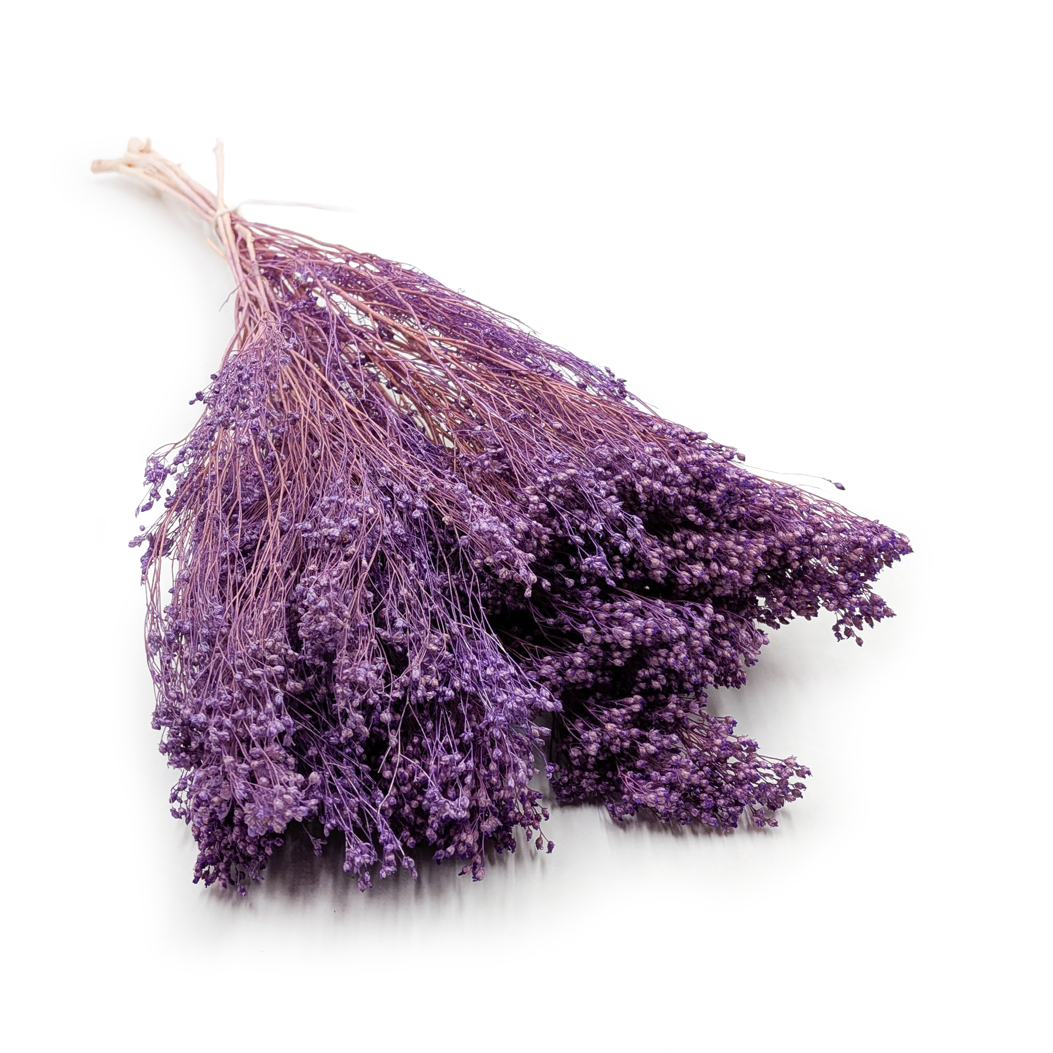Broom Bloom séché – Genêt – Lavande
