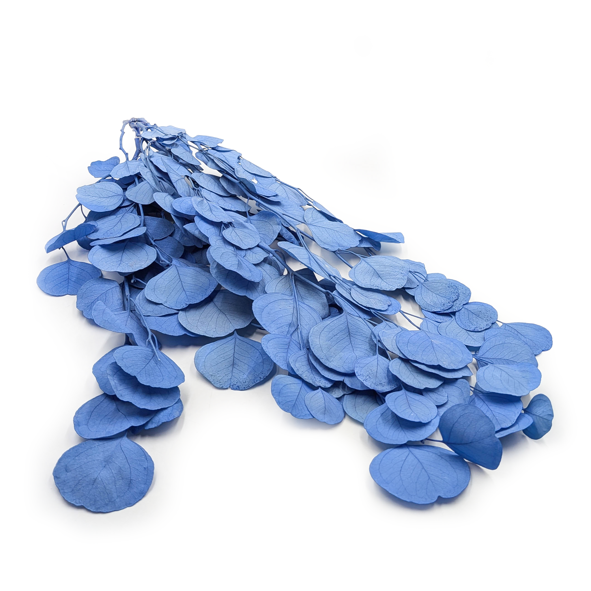 Eucalyptus Stabilisé – Populus – Royal – Bleu