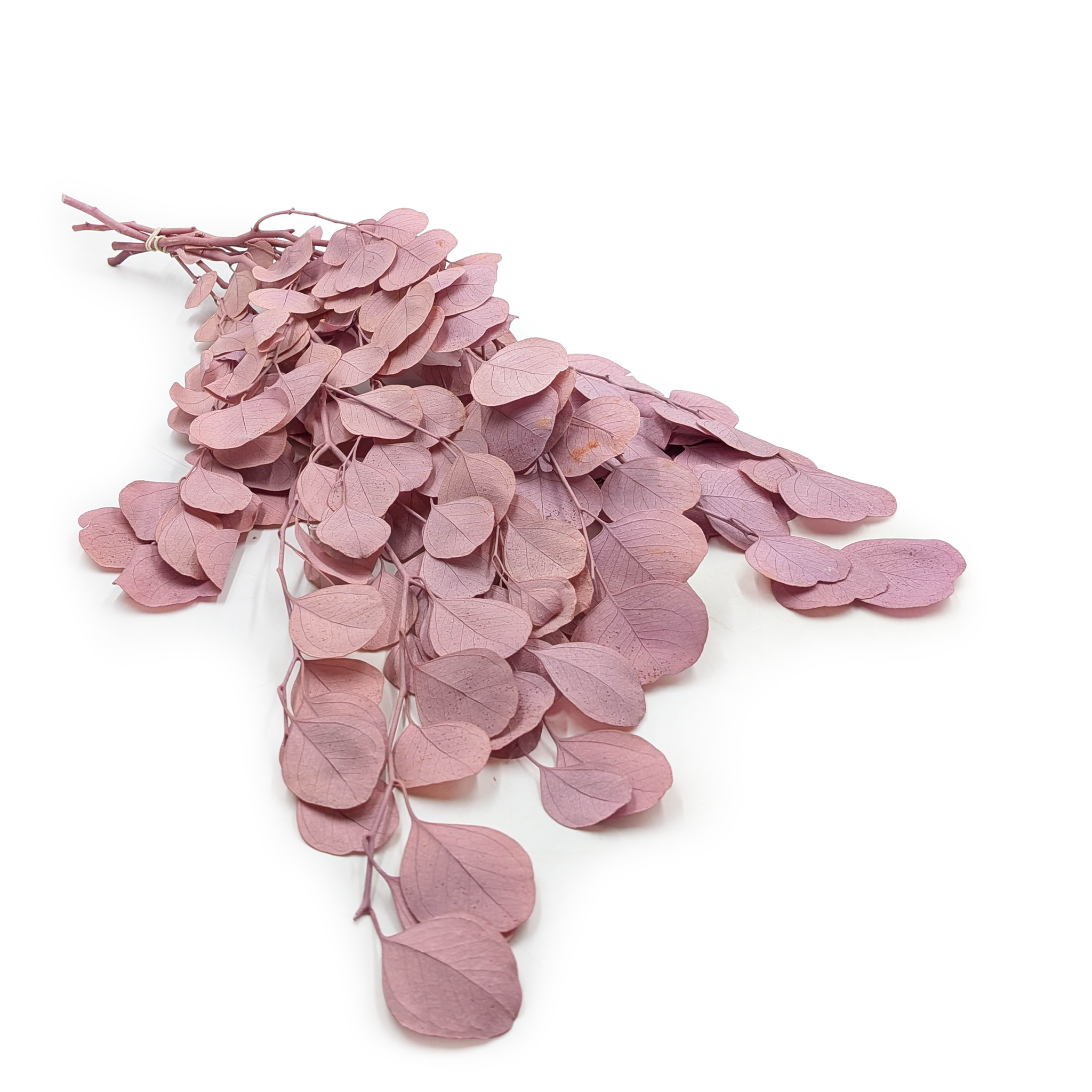 Eucalyptus Stabilisé – Populus – Royal – Rose poudré