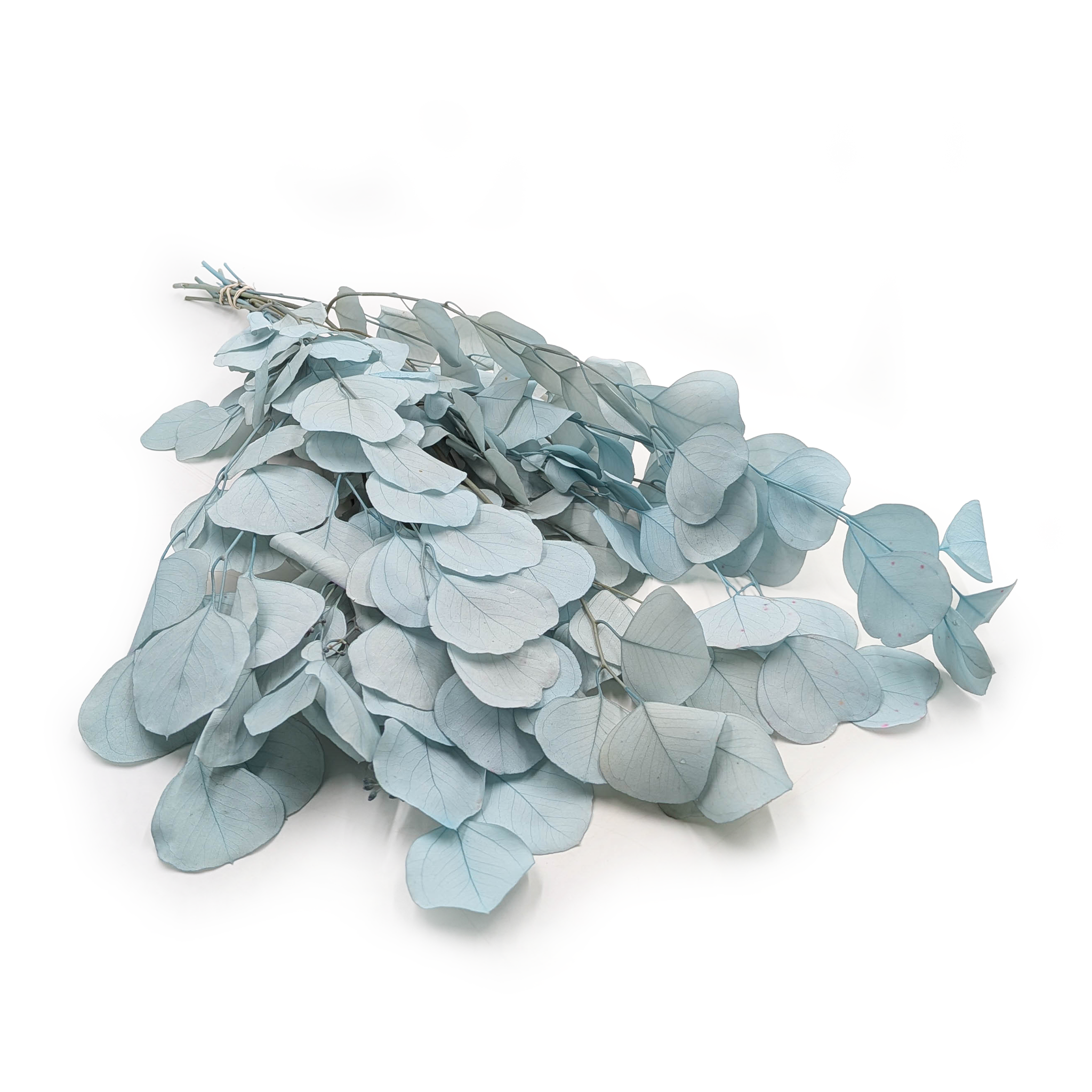 Eucalyptus Stabilisé – Populus – Royal – Bleu clair