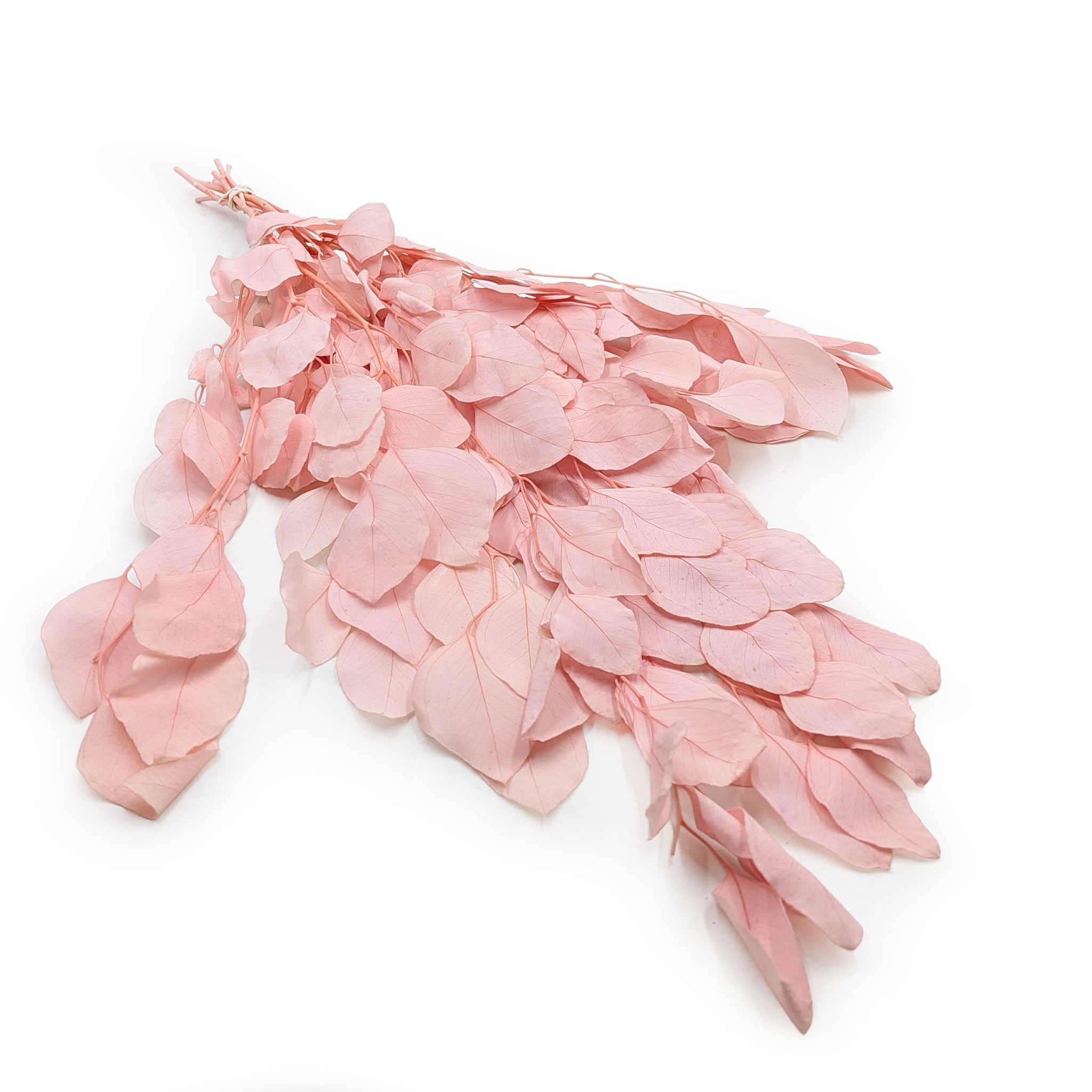 Eucalyptus Stabilisé – Populus – Royal – Rose clair