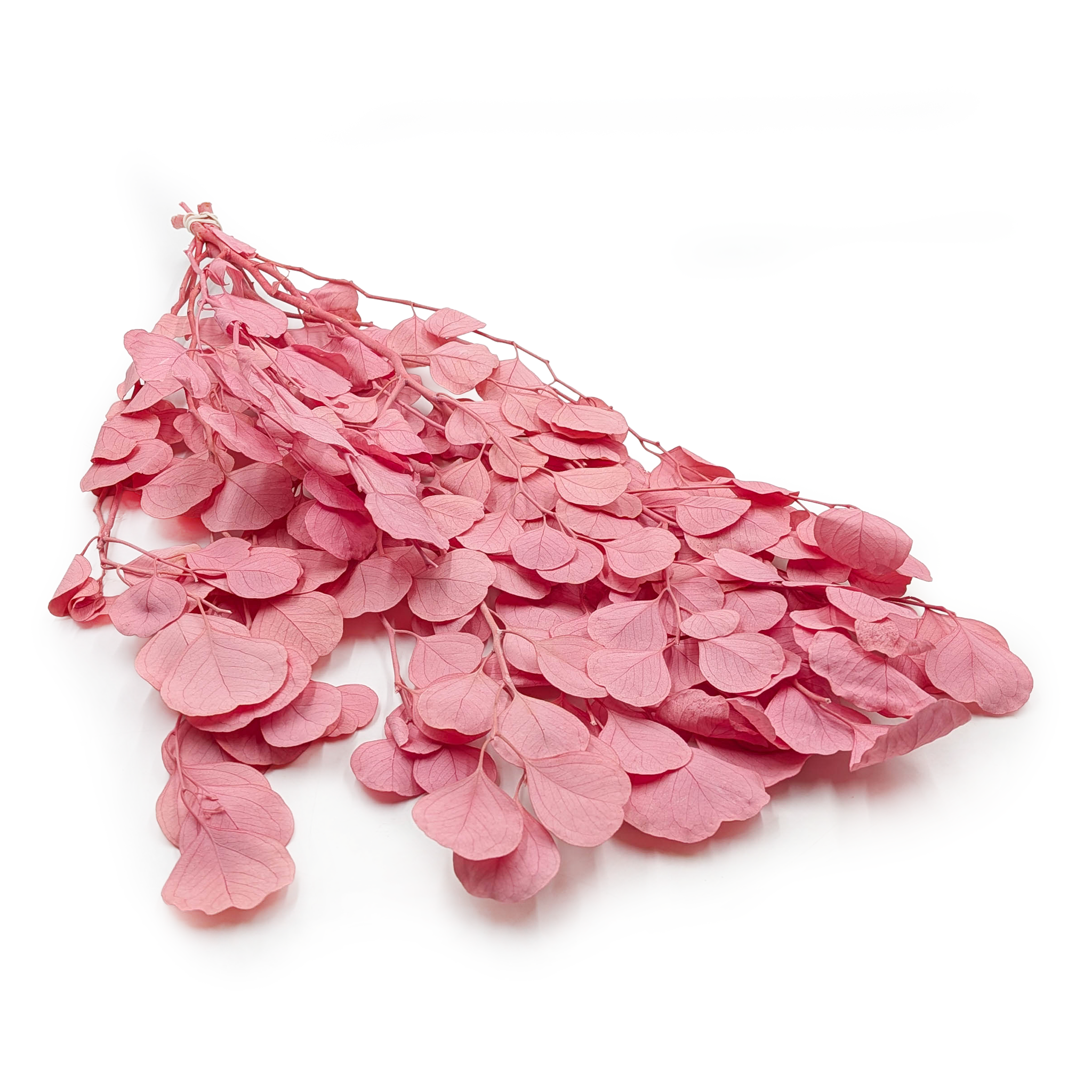 Eucalyptus Stabilisé – Populus – Royal – Rose 