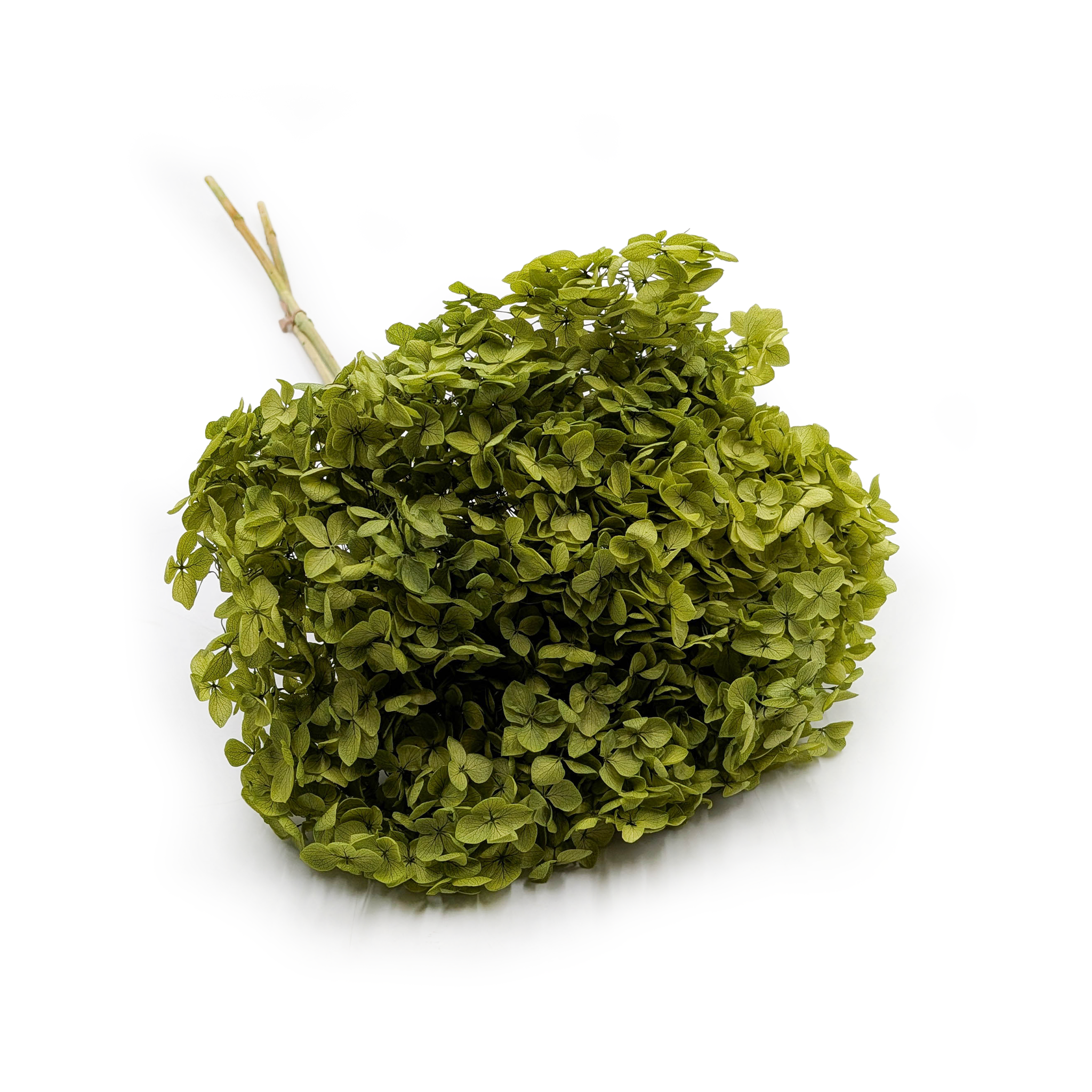 Hortensia Préservé (Hydrangea Cabeza) – Royal – Vert