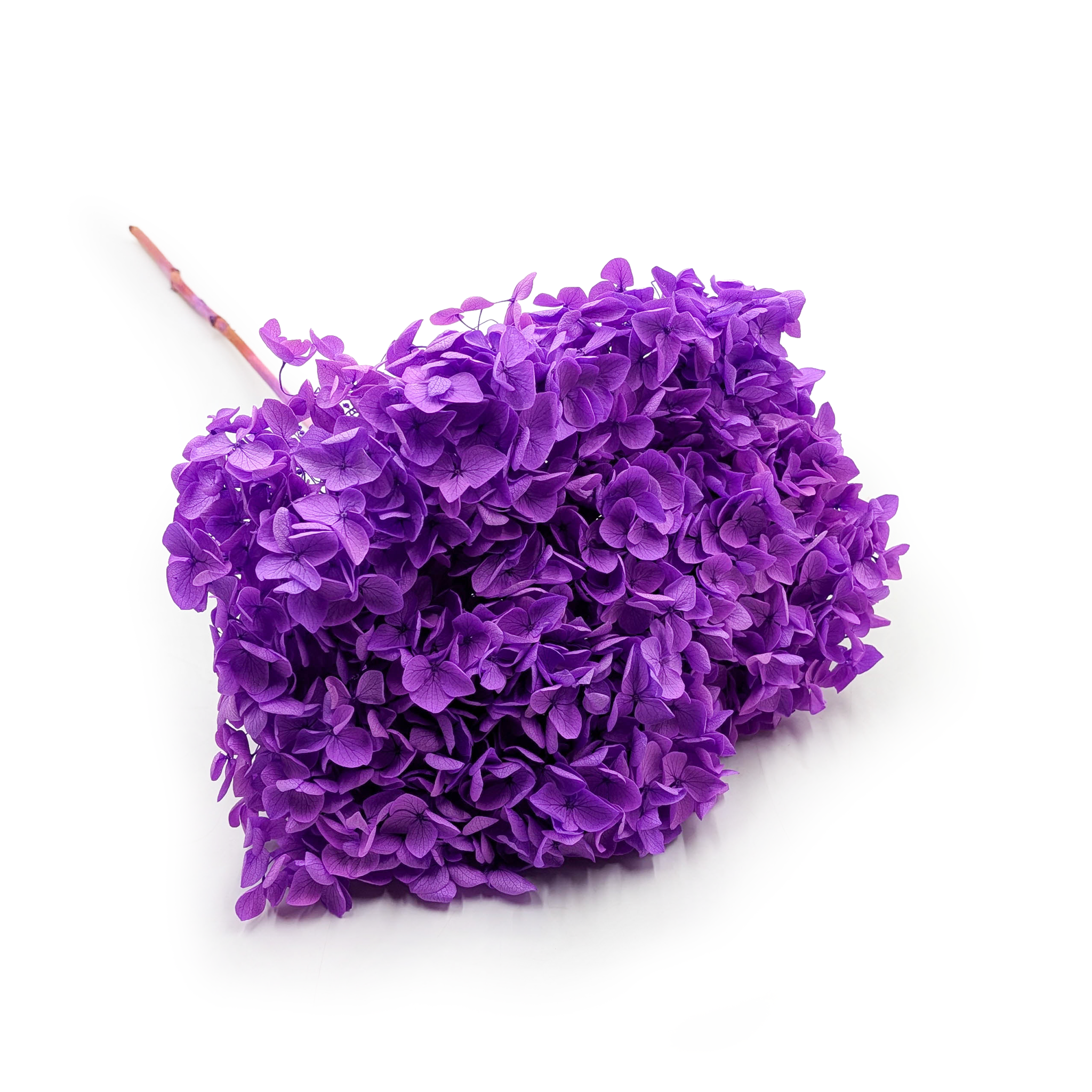 Hortensia Préservé (Hydrangea Cabeza) – Royal – Lavande
