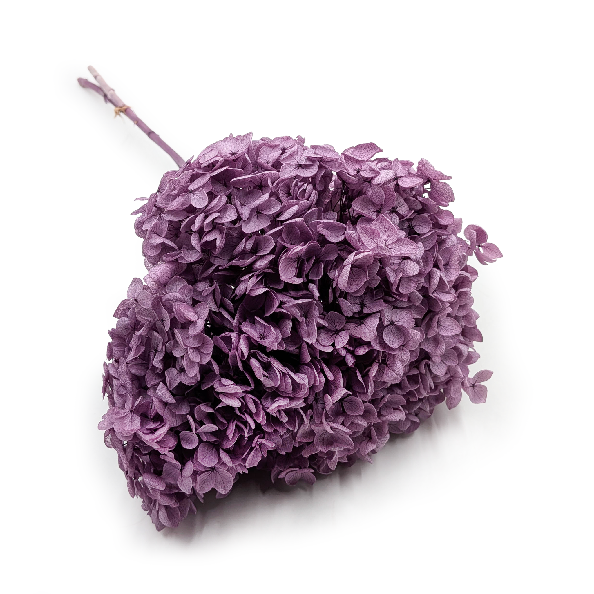 Hortensia Préservé (Hydrangea Cabeza) – Royal – Prune