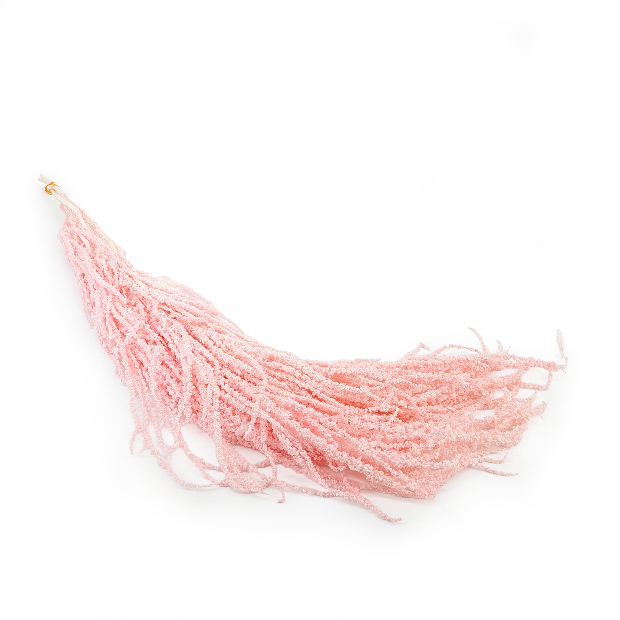 Amarante stabilisée - Royal – Rose Saumon