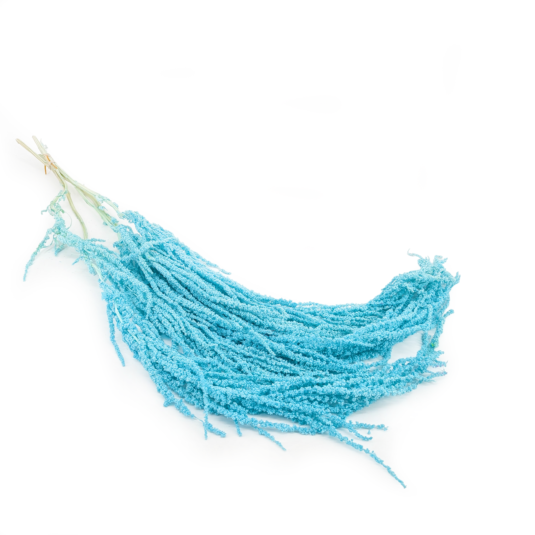 Amarante stabilisée - Royal – Bleu menthe