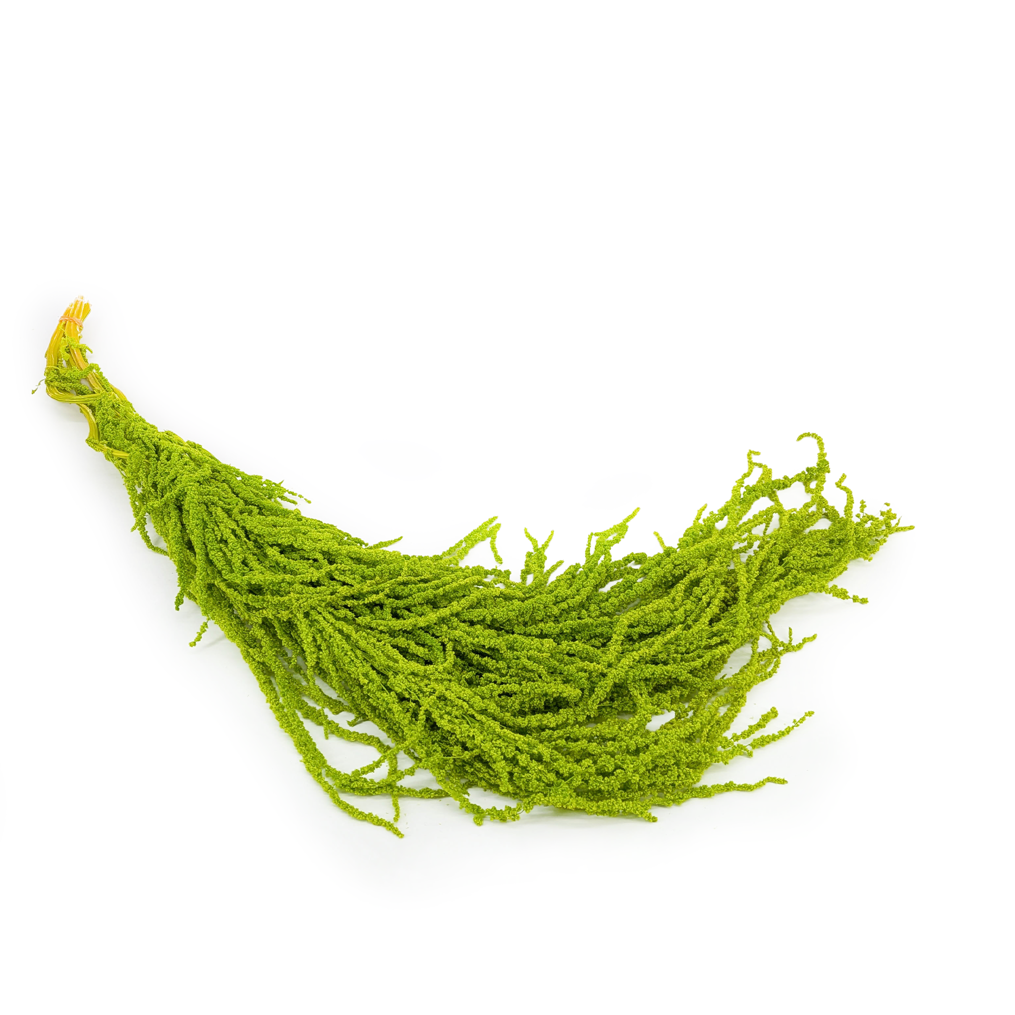 Amarante stabilisée - Royal – Vert clair