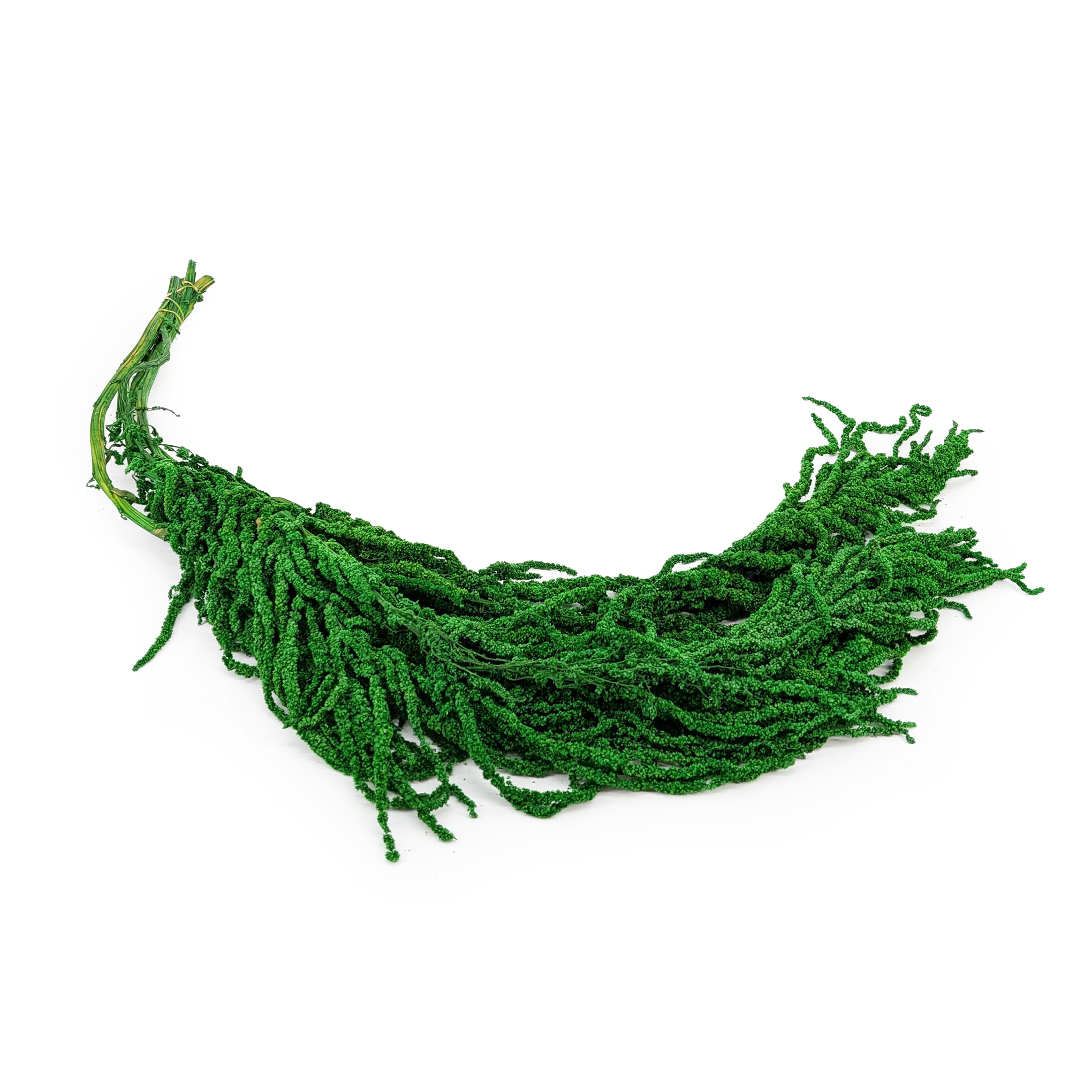 Amarante stabilisée - Royal – Verte