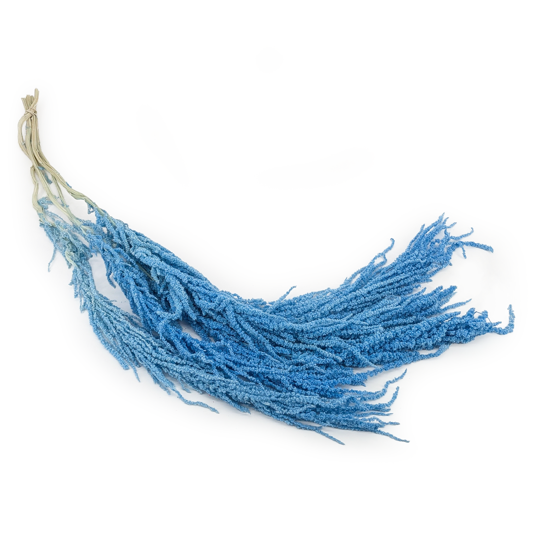 Amarante stabilisée - Royal – Bleu clair
