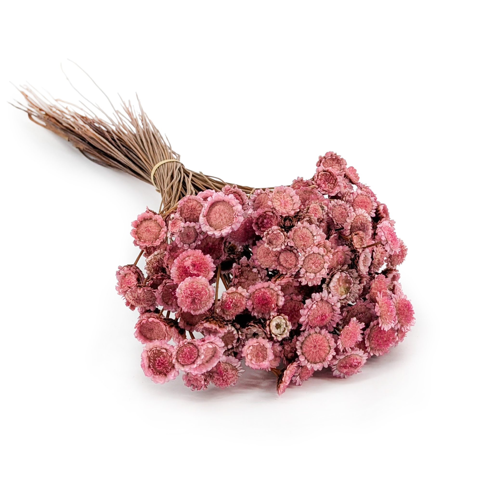 Glixia Séchée BIG – (Comanthera, Glixia Marcela) – Rose
