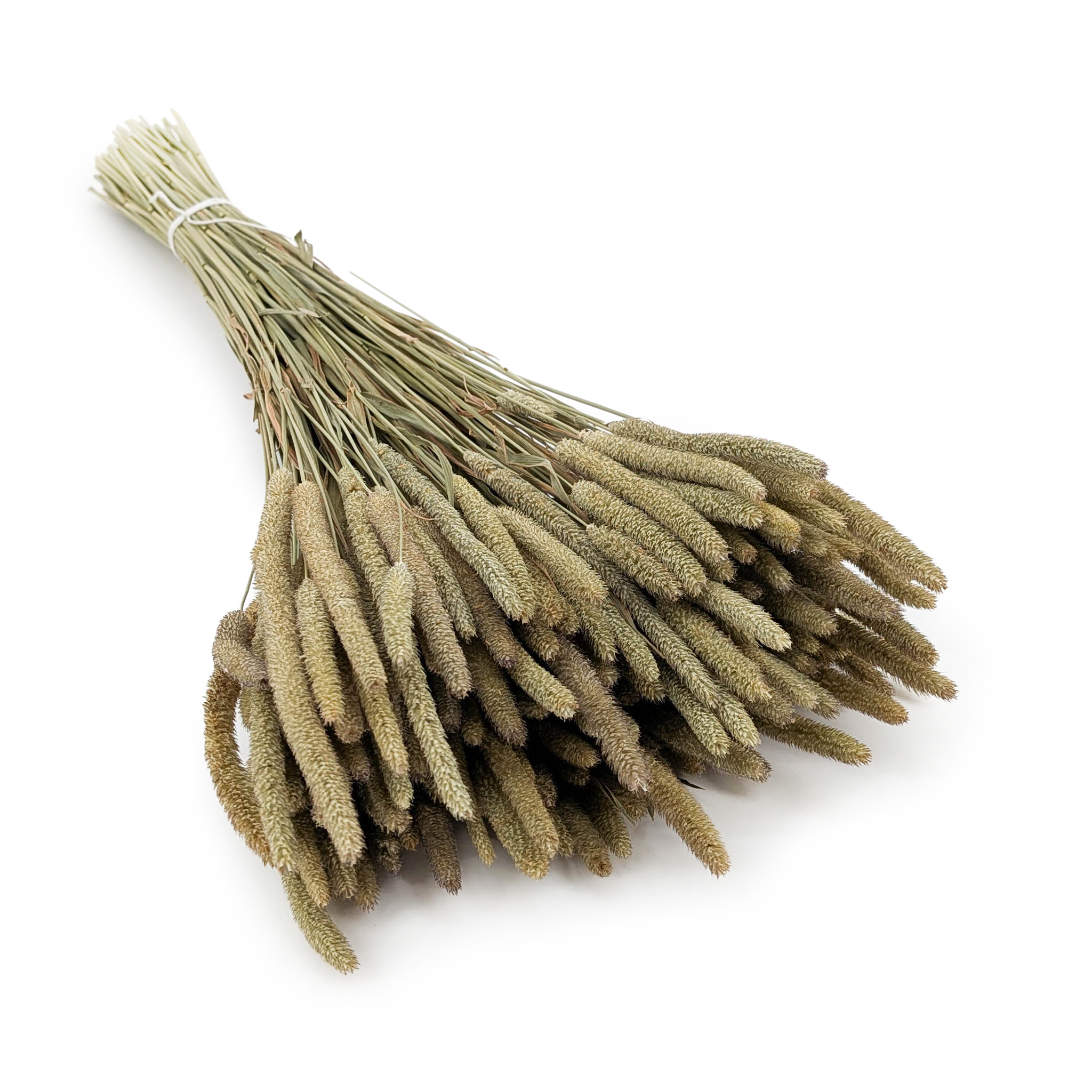 Herbe séchée – Fléole (Phleum) – Naturelle