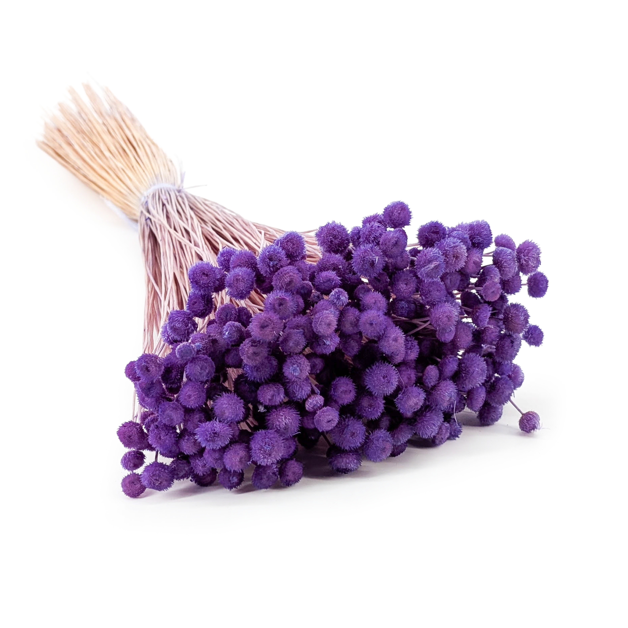 Botao Amarelino – (Amarelinho) – Lavande