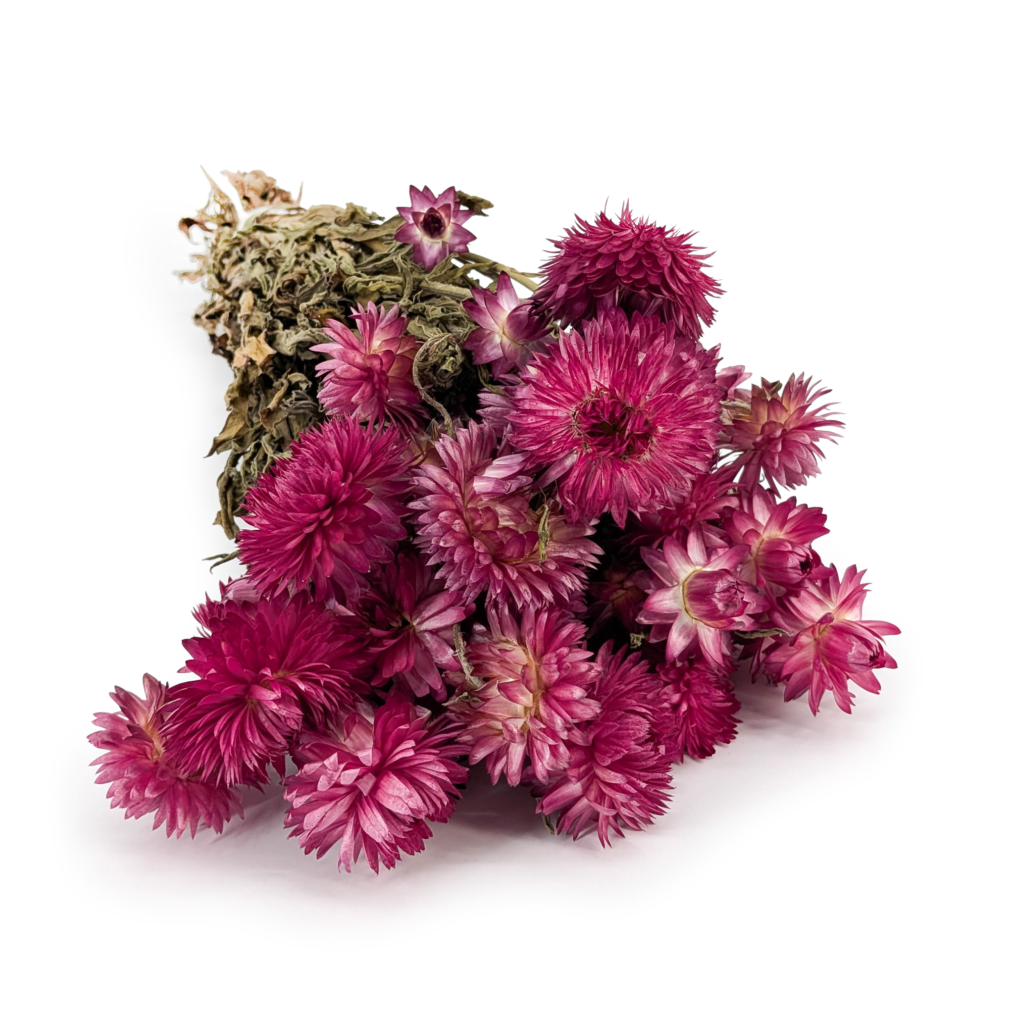 Immortelle Séchée – (Helichrysum Granvia®) – Rose